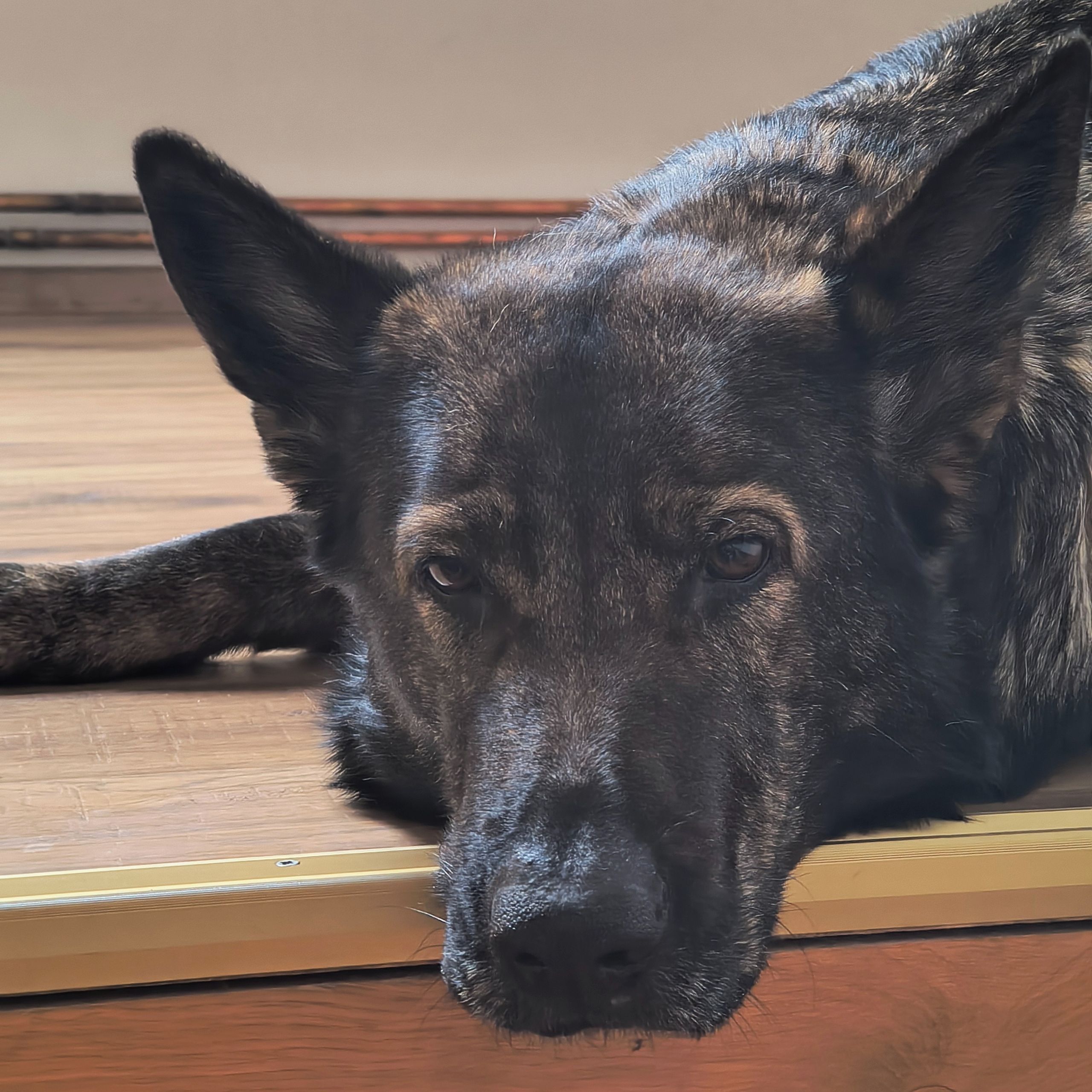 Soutěžní fotografie - Honey,  Německý ovčák