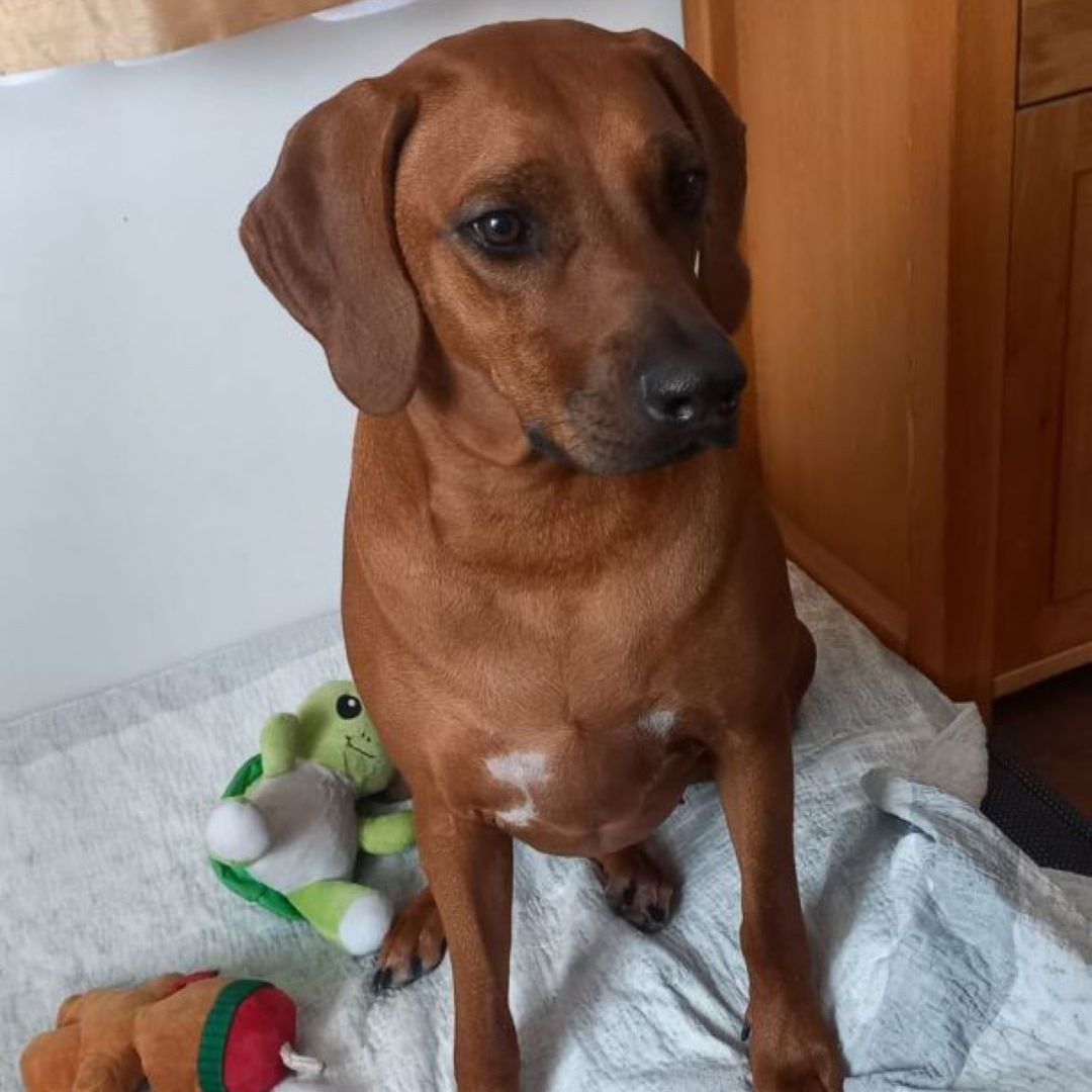 Soutěžní fotografie - ROXY,  Rhodéský ridgeback