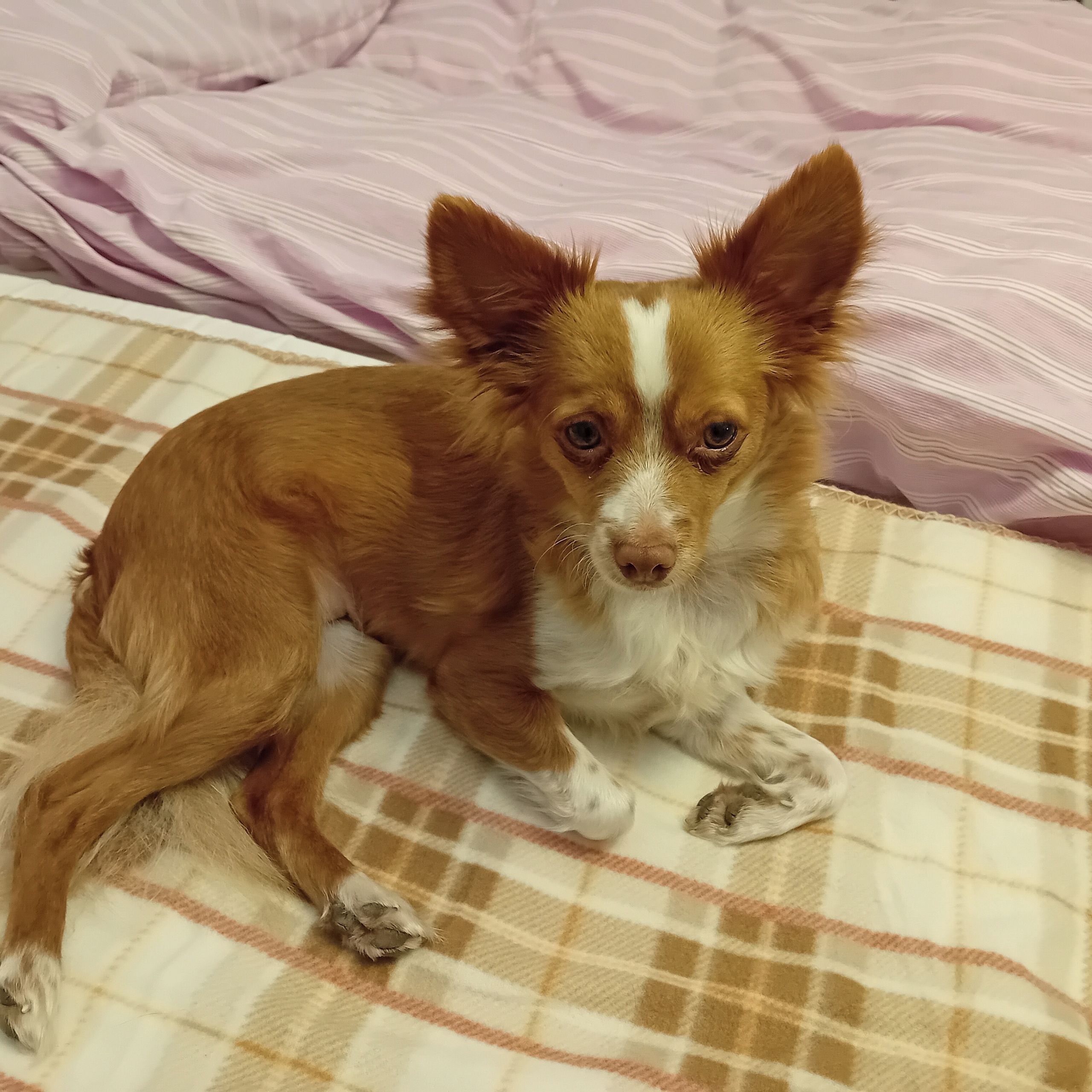 Soutěžní fotografie - Bobina,  Čivava