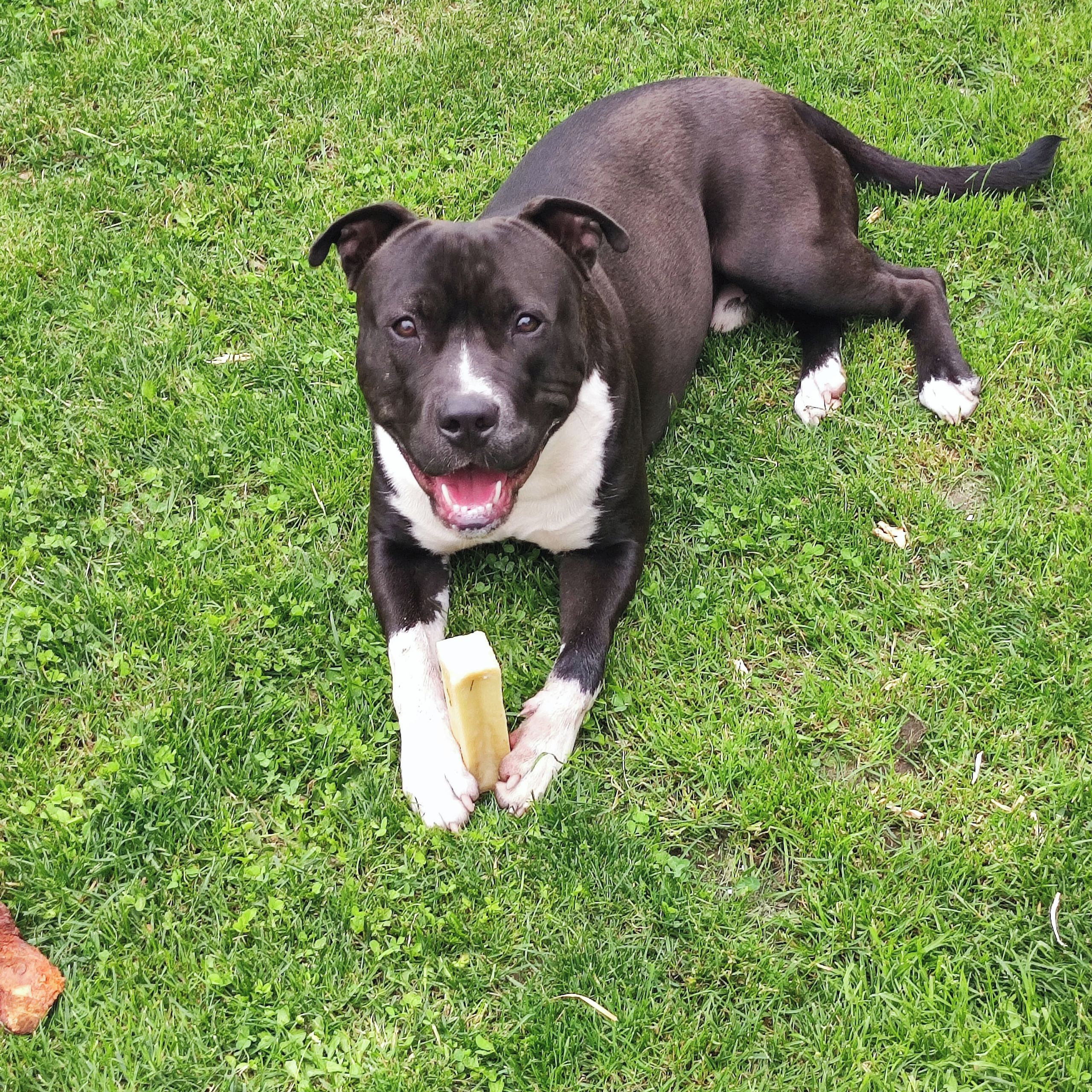 Soutěžní fotografie - Lucky,  Americký stafordširský terier