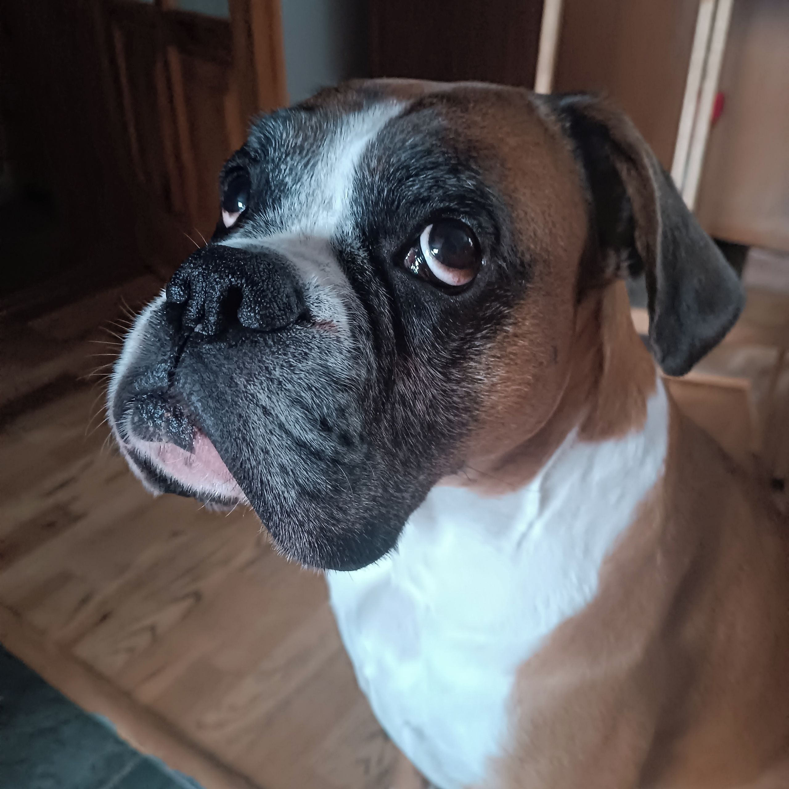 Soutěžní fotografie - Finly,  Německý boxer