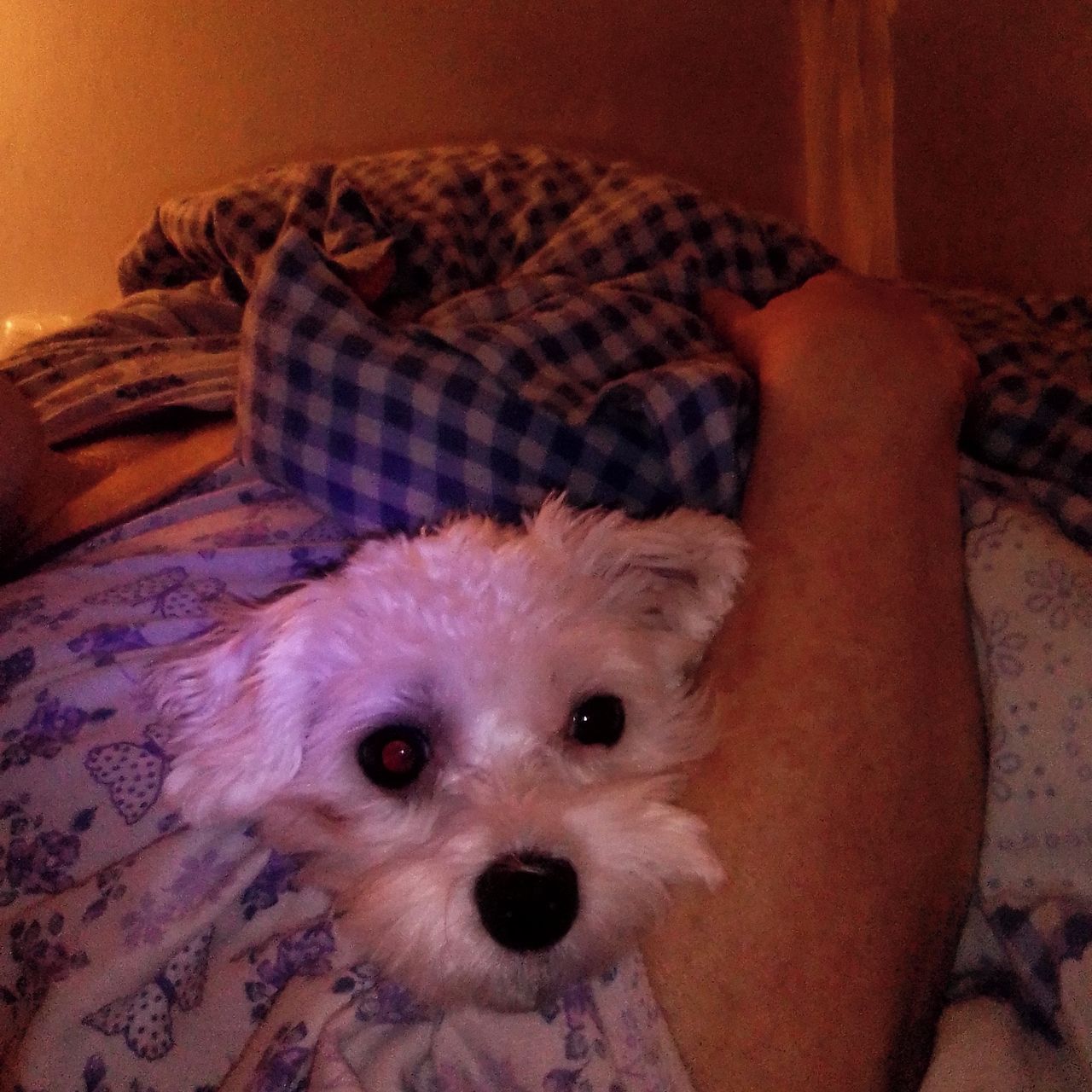 Soutěžní fotografie - Angelinka,  Maltézský psík