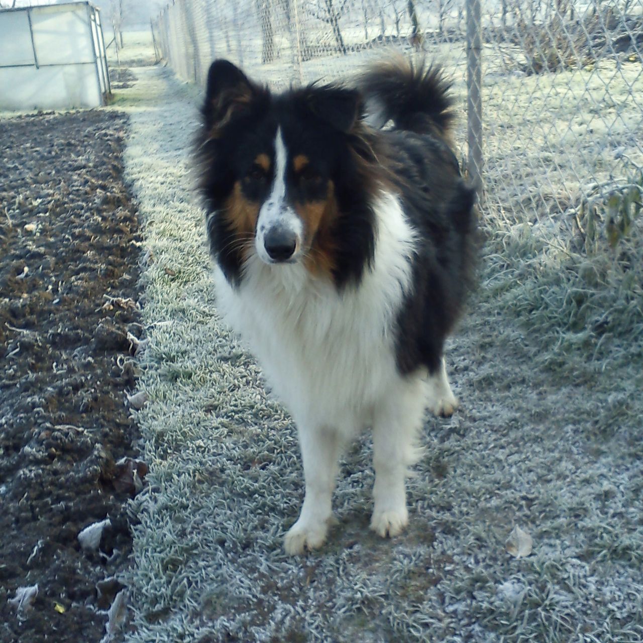 Soutěžní fotografie - Archie,  Ostatní