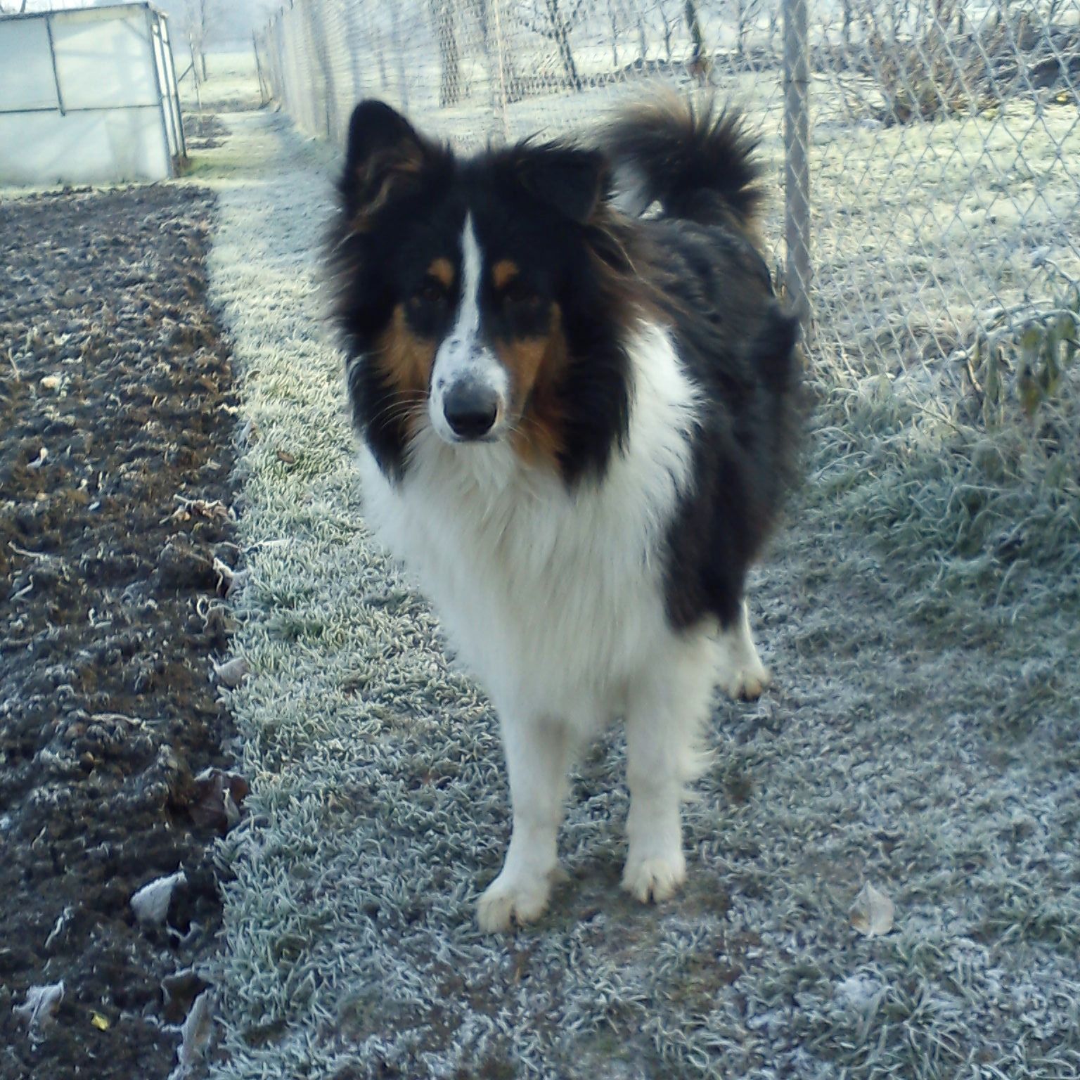 Soutěžní fotografie - Archie,  Ostatní