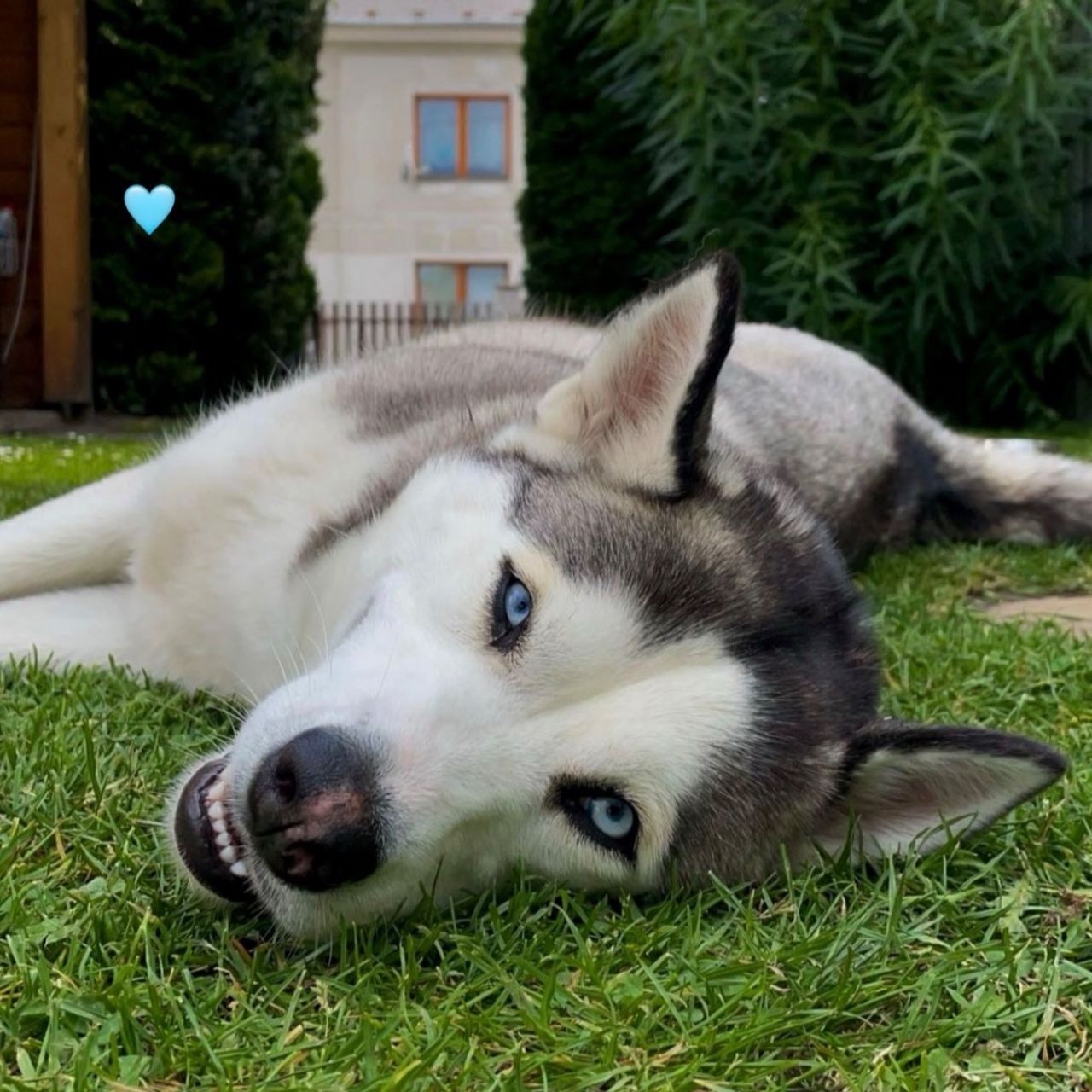 Soutěžní fotografie - Maya,  Sibiřský husky