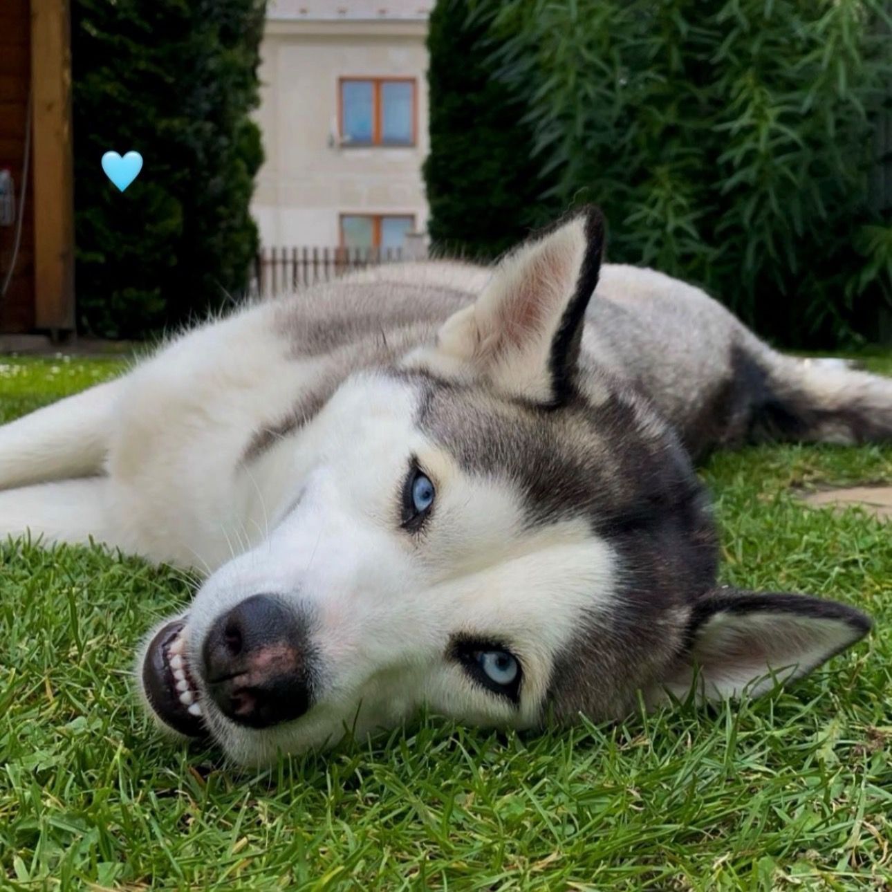 Soutěžní fotografie - Maya,  Sibiřský husky