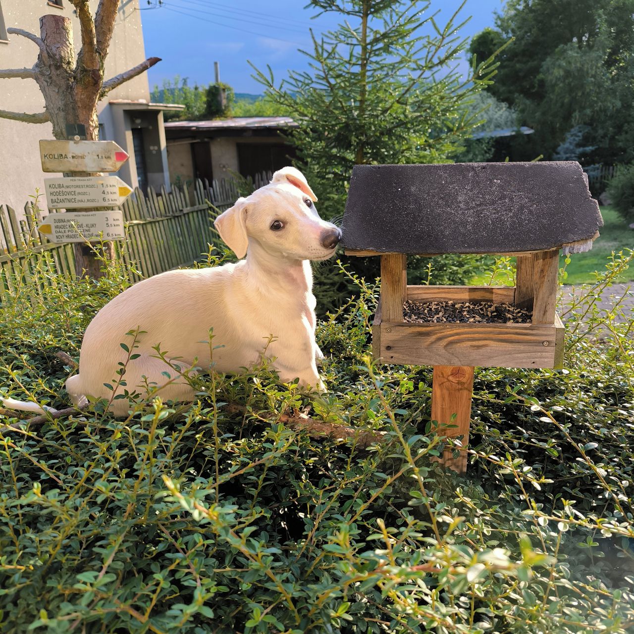 Soutěžní fotografie - Alpi,  Whippet