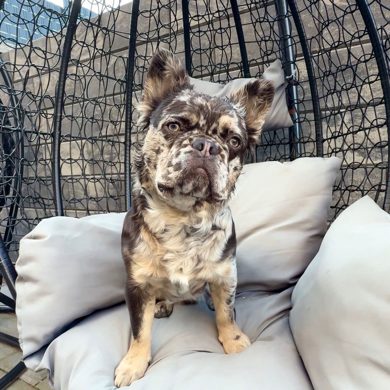 Soutěžní fotografie - Fluffy,  Francouzský buldoček