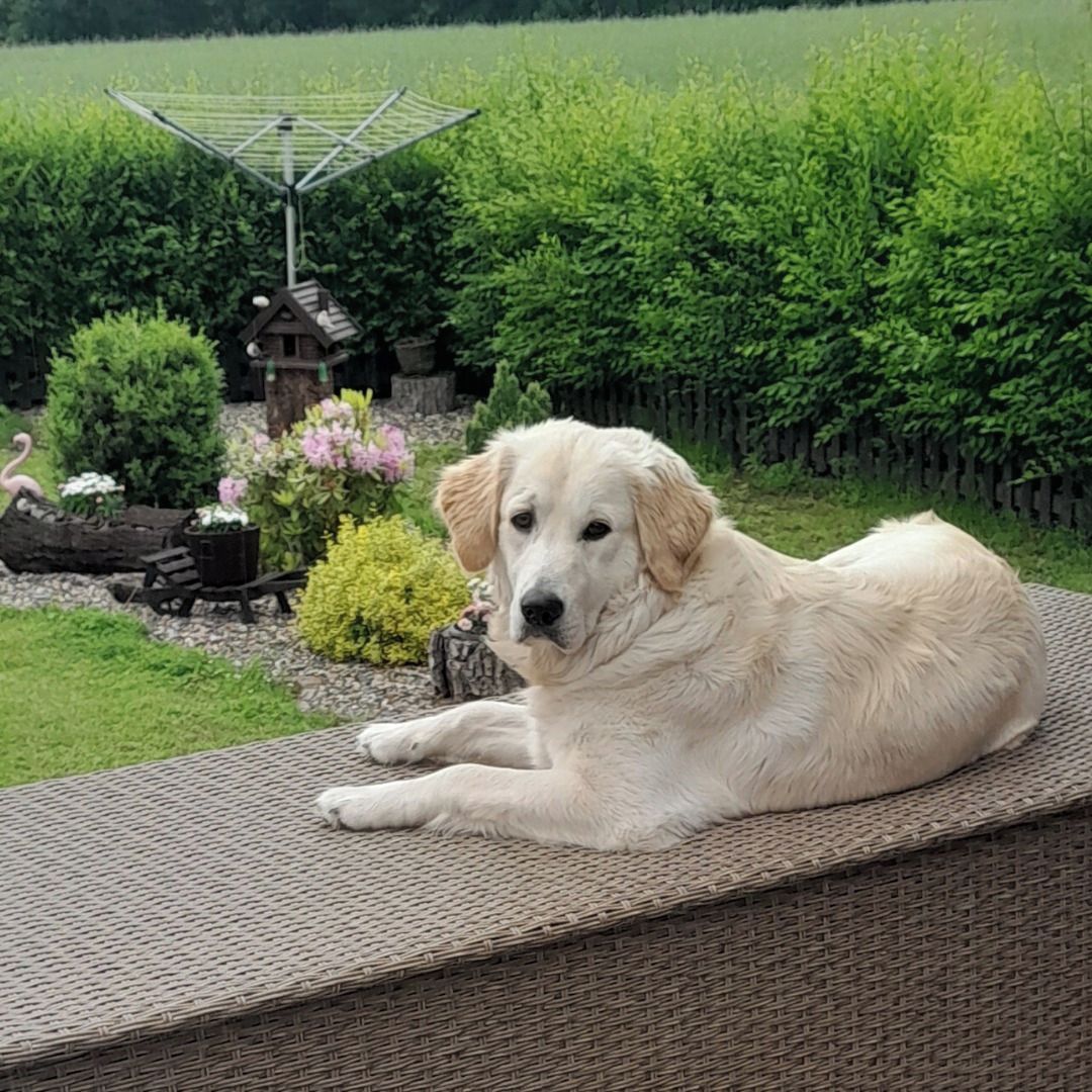 Soutěžní fotografie - JESINKA,  Zlatý retriever