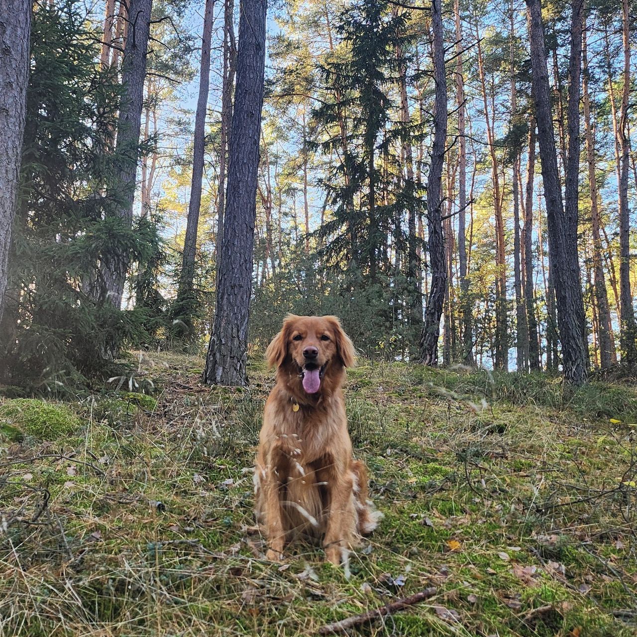 Soutěžní fotografie - Daphne,  Hovawart