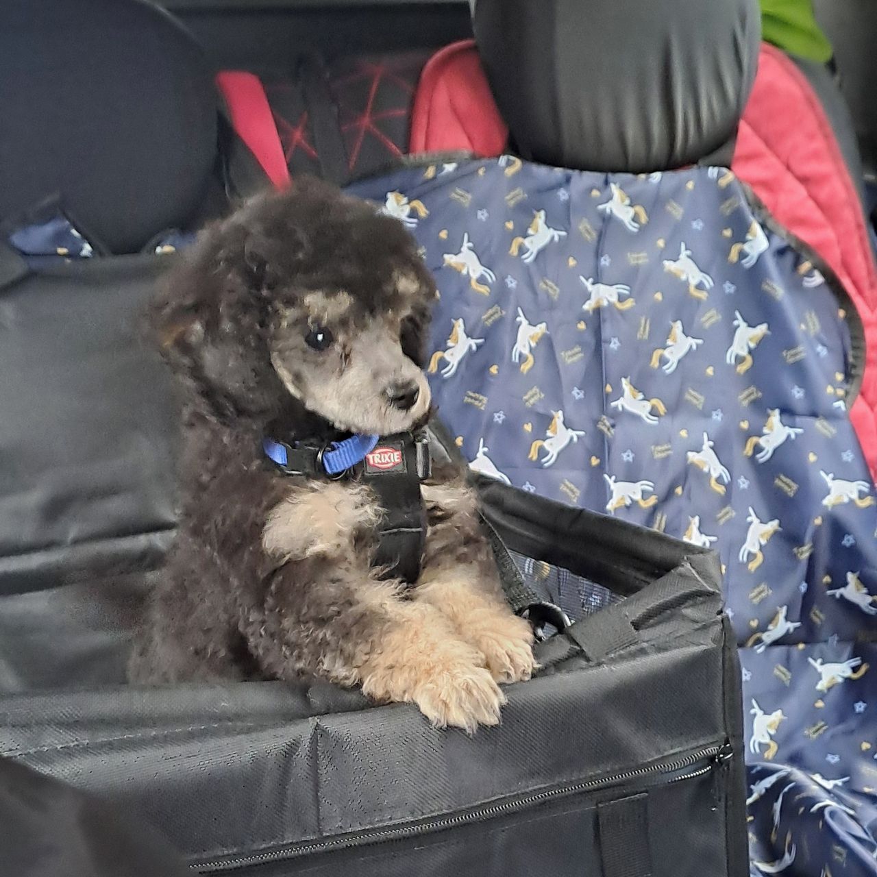 Soutěžní fotografie - Ben,  Pudl