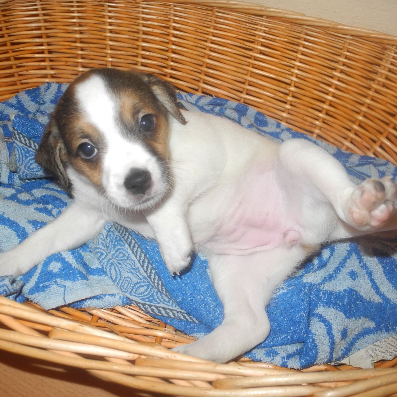 Soutěžní fotografie - Mišón,  Ostatní