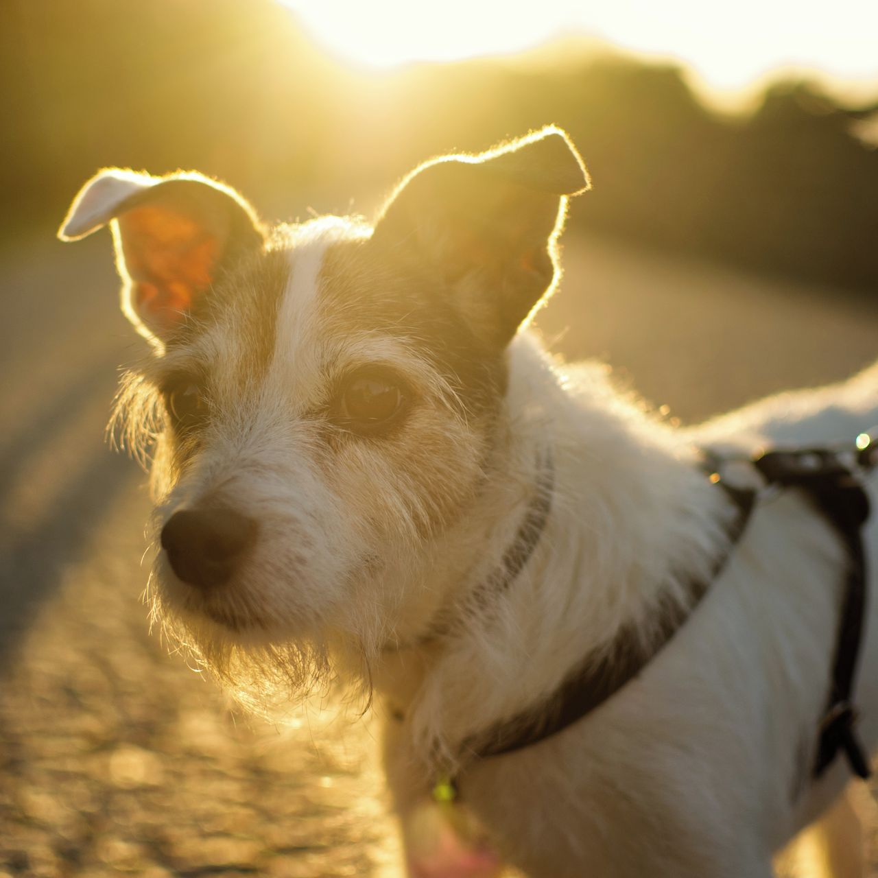 Soutěžní fotografie - Jessie,  Parson Russell Teriér