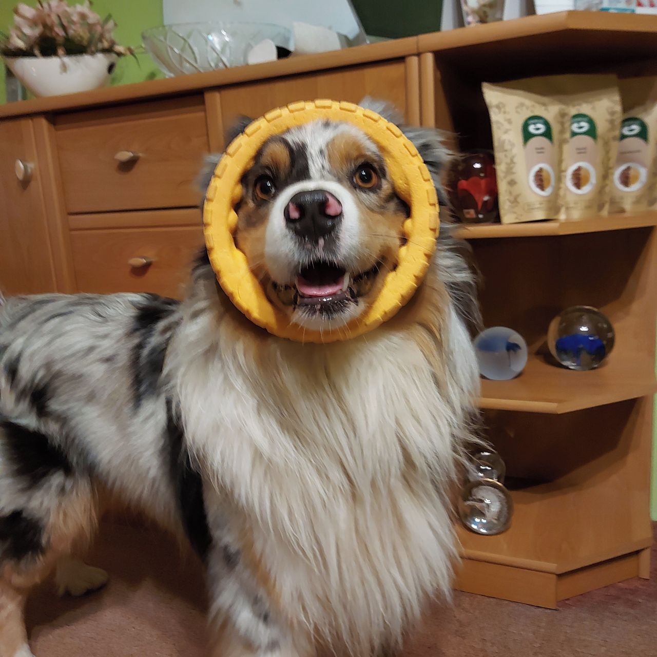 Soutěžní fotografie - Barney,  Australský ovčák