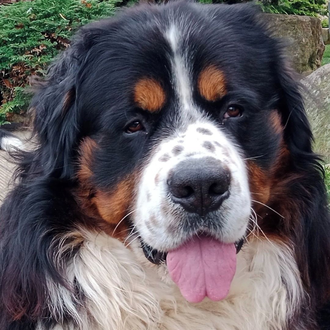 Soutěžní fotografie - Coffee,  Bernský salašnický pes