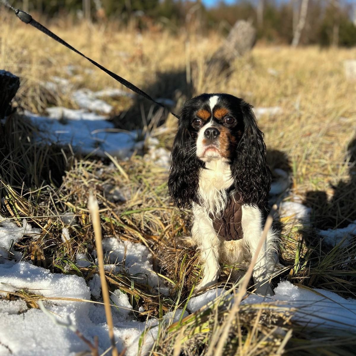 Soutěžní fotografie - Maxík,  King Charles španěl