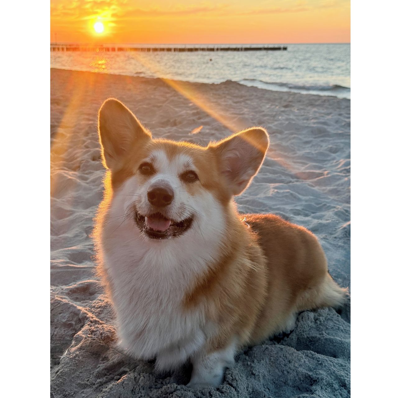 Soutěžní fotografie - Dexter,  Welsh Corgi Pembroke