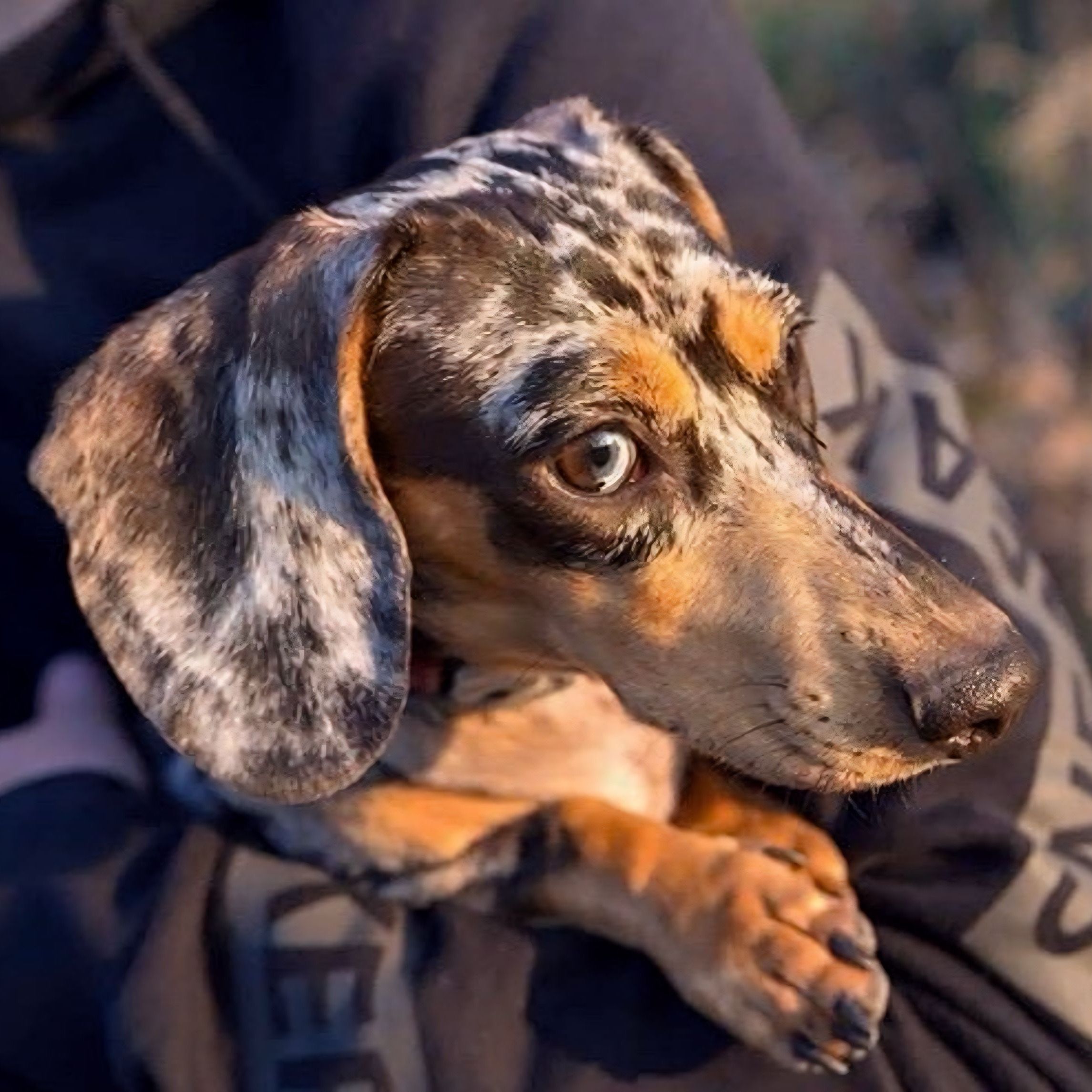 Soutěžní fotografie - Bella,  Jezevčík