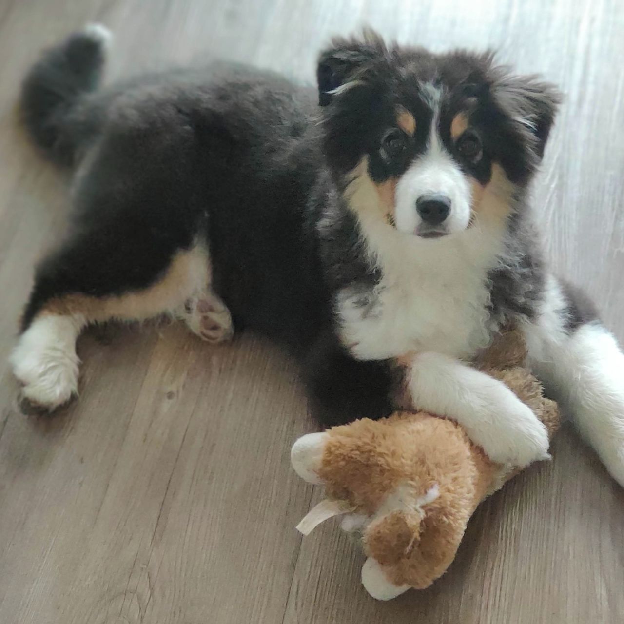 Soutěžní fotografie - Cloey,  Australský ovčák