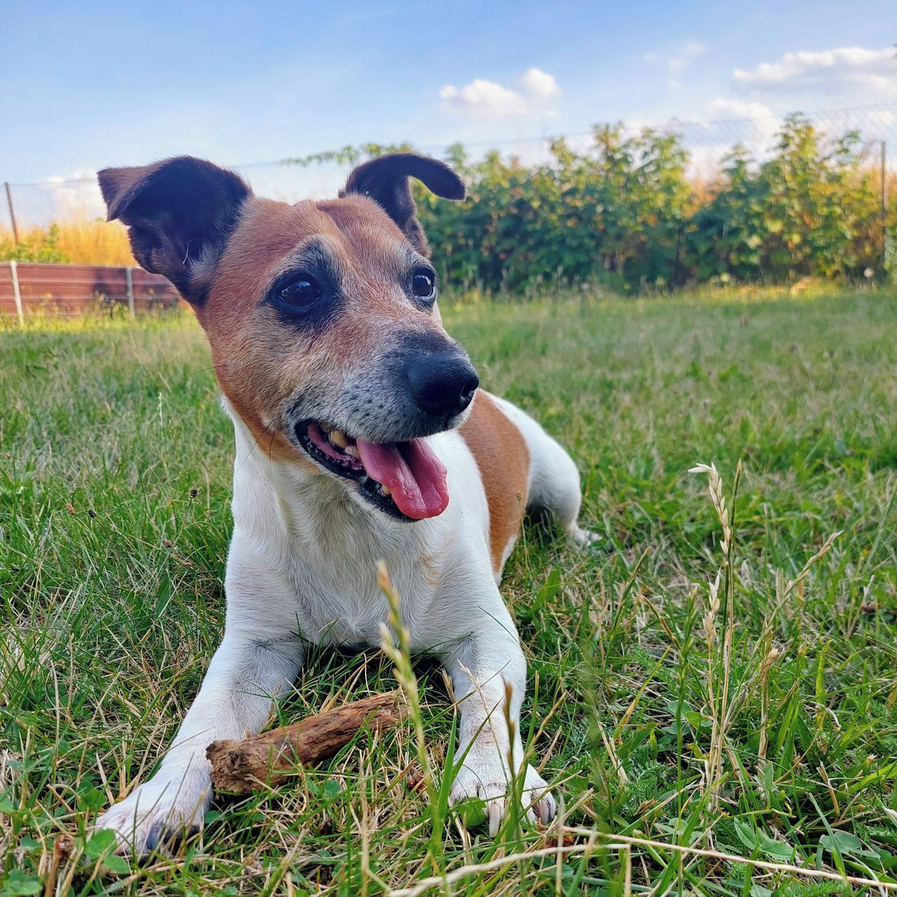 Soutěžní fotografie - Max,  Jack Russell Teriér