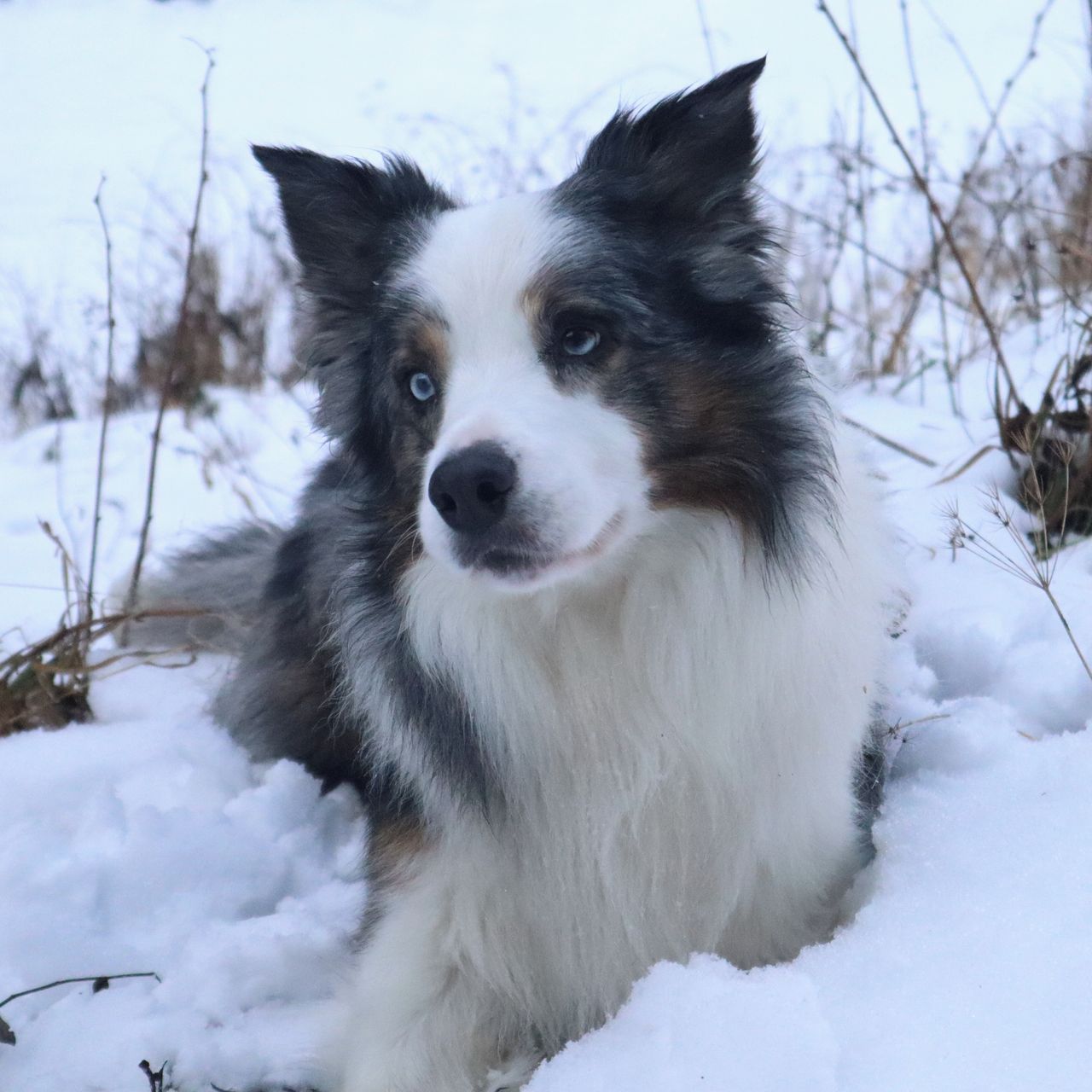 Soutěžní fotografie - Ešík,  Border kolie