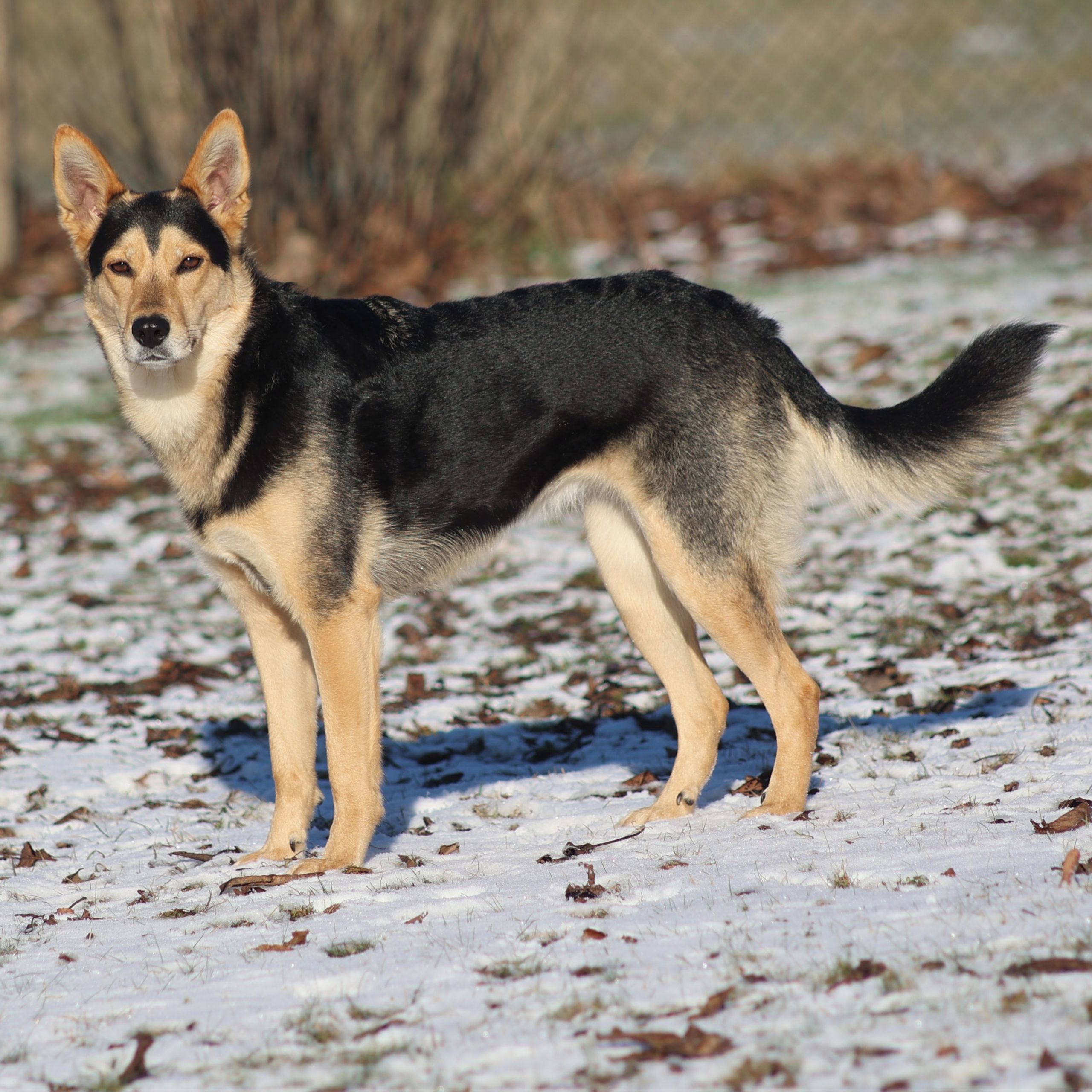 Soutěžní fotografie - Ivis,  Ostatní