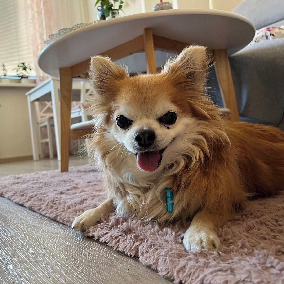 Soutěžní fotografie - Timmi,  Čivava dlouhosrstá