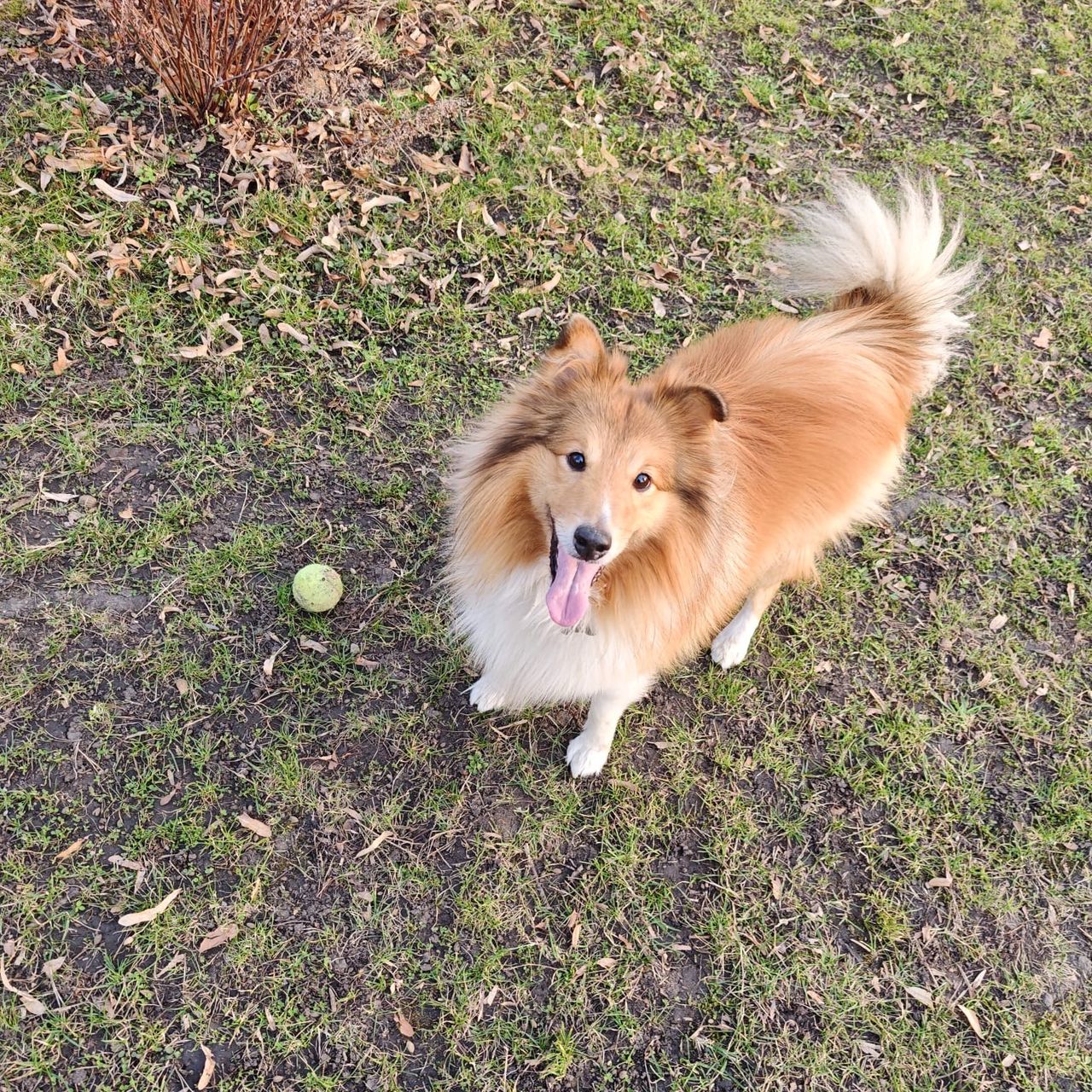 Soutěžní fotografie - Simba,  Sheltie