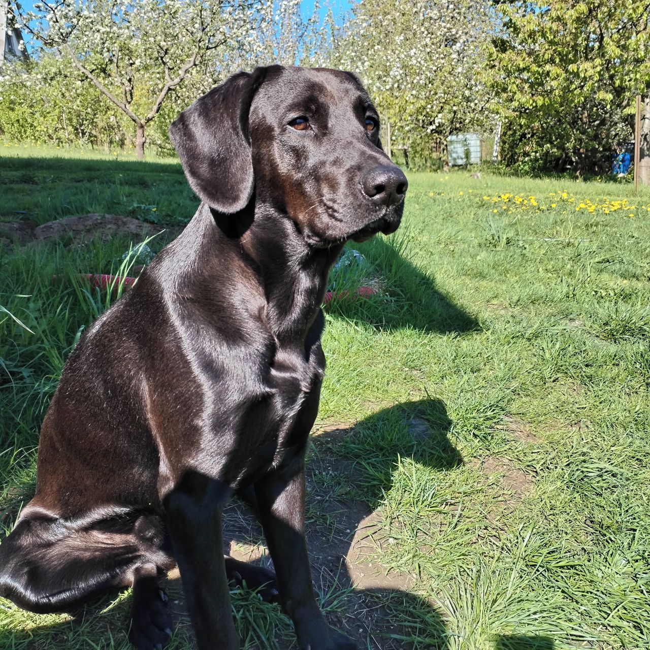 Soutěžní fotografie - Charlie,  Labradorský retriever
