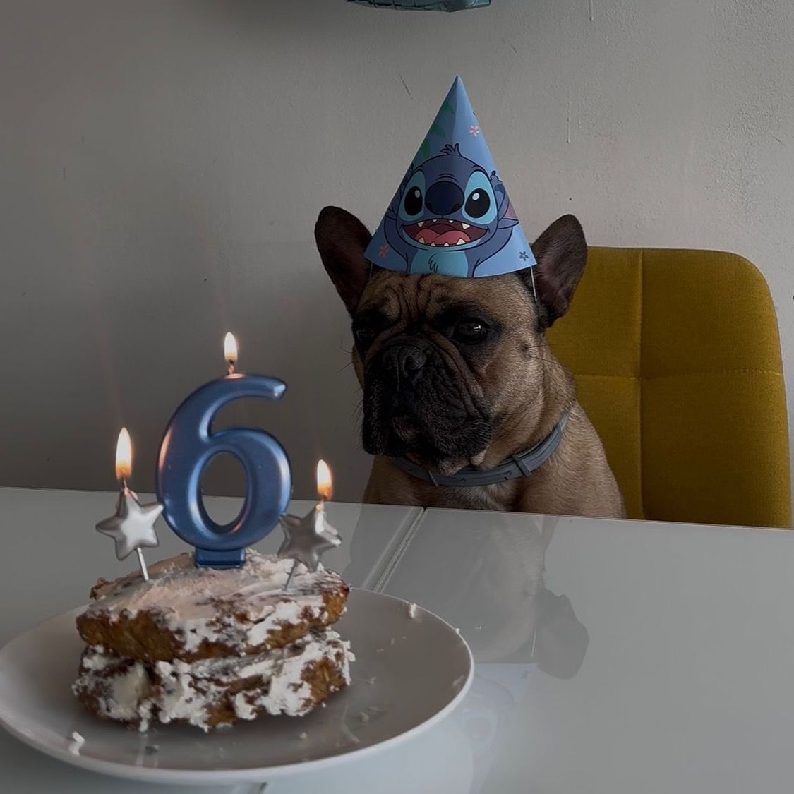 Soutěžní fotografie - Pluto,  Francouzský buldoček