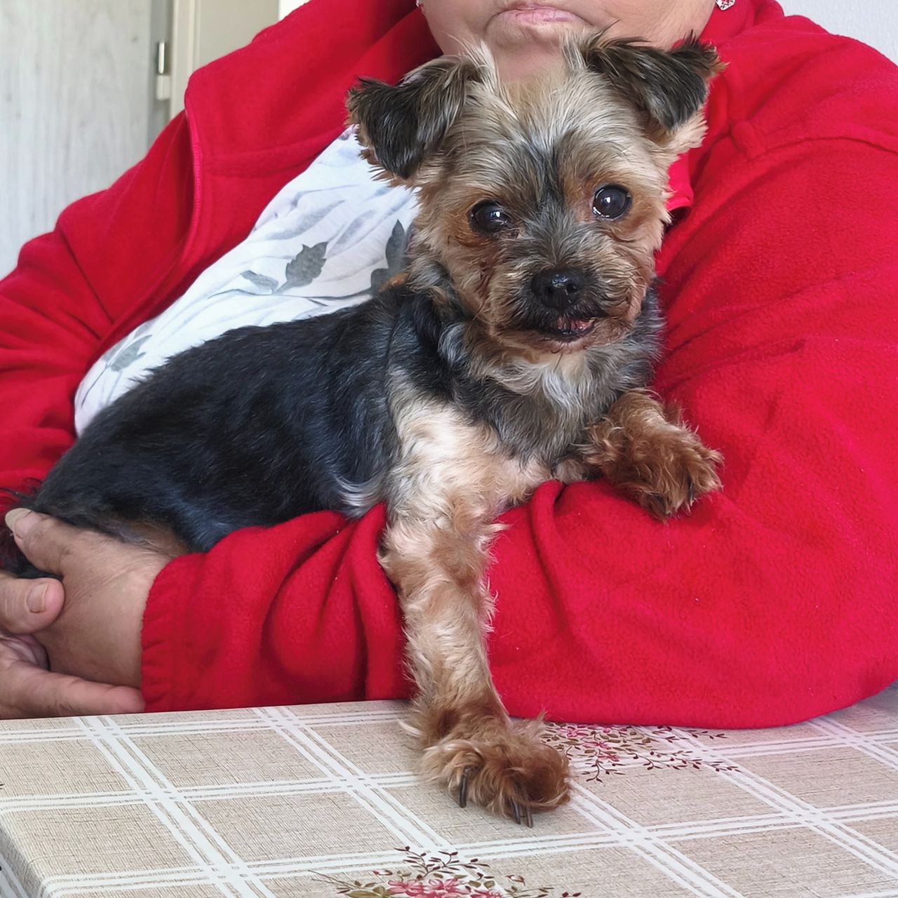 Soutěžní fotografie - Bonečka,  Yorkšírský terier