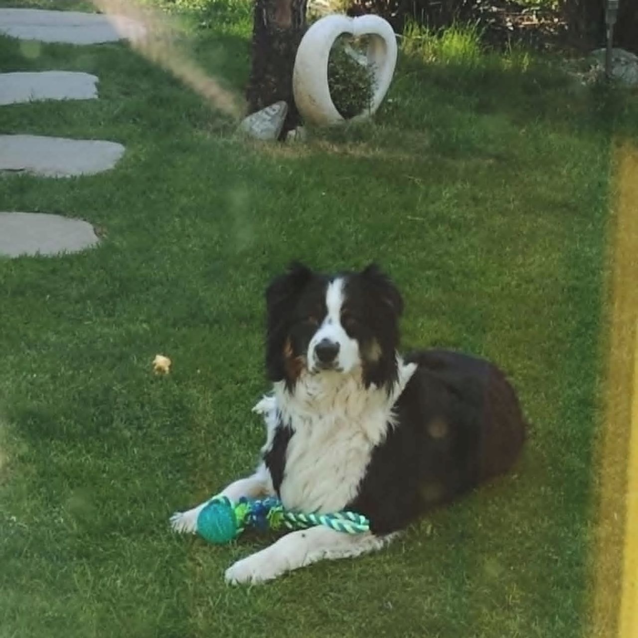 Soutěžní fotografie - Bunny,  Australský ovčák