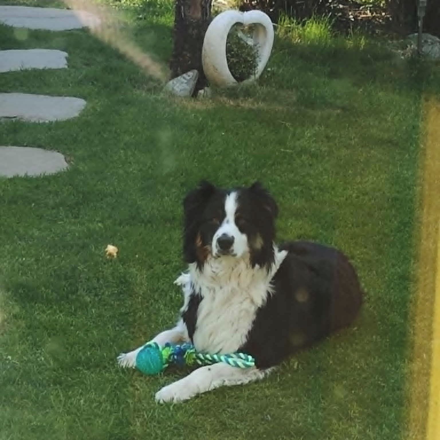 Soutěžní fotografie - Bunny,  Australský ovčák