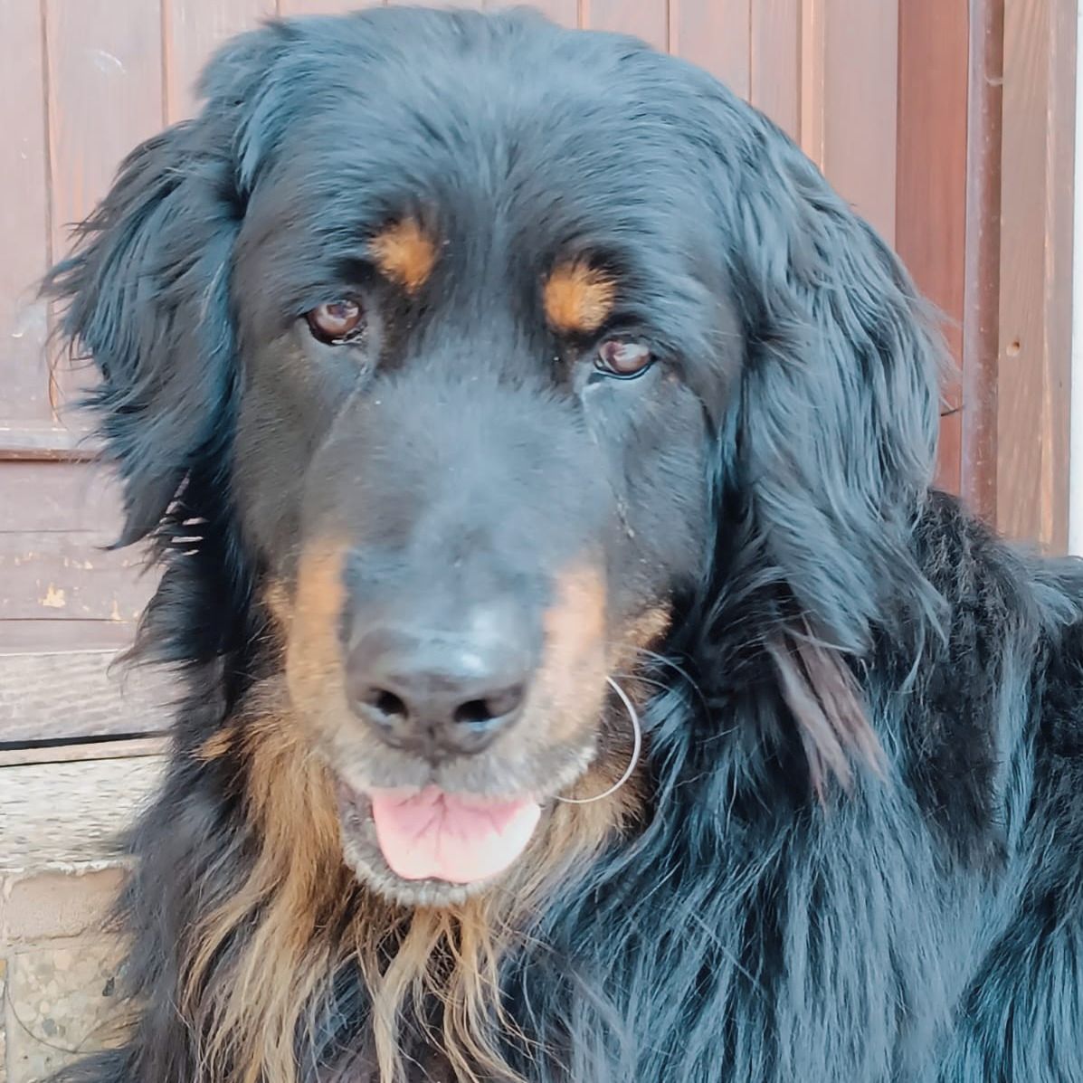 Soutěžní fotografie - Coddy,  Hovawart