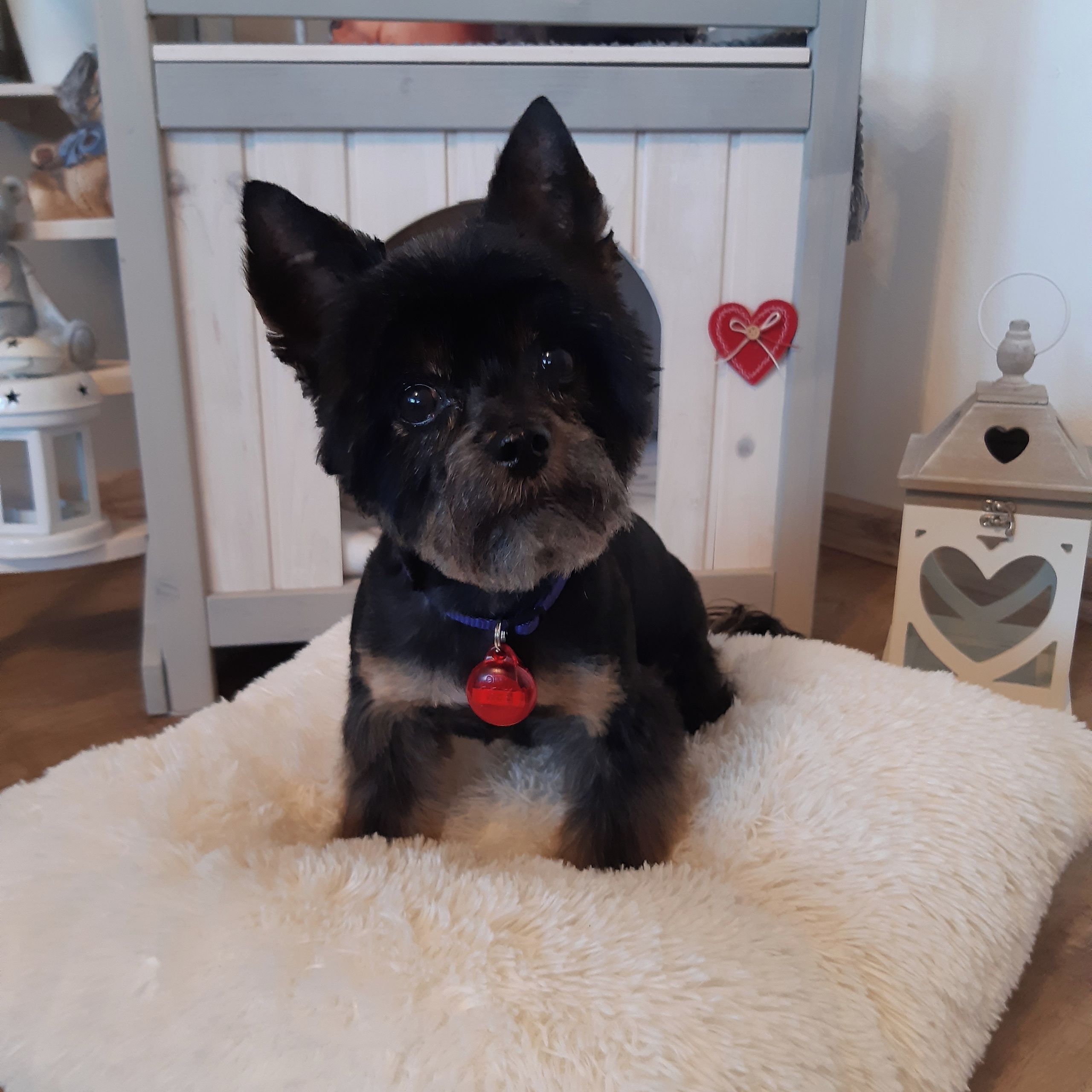 Soutěžní fotografie - Gery,  Yorkšírský terier