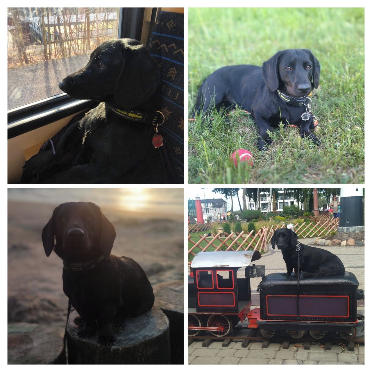 Soutěžní fotografie - Lilli,  Jezevčík