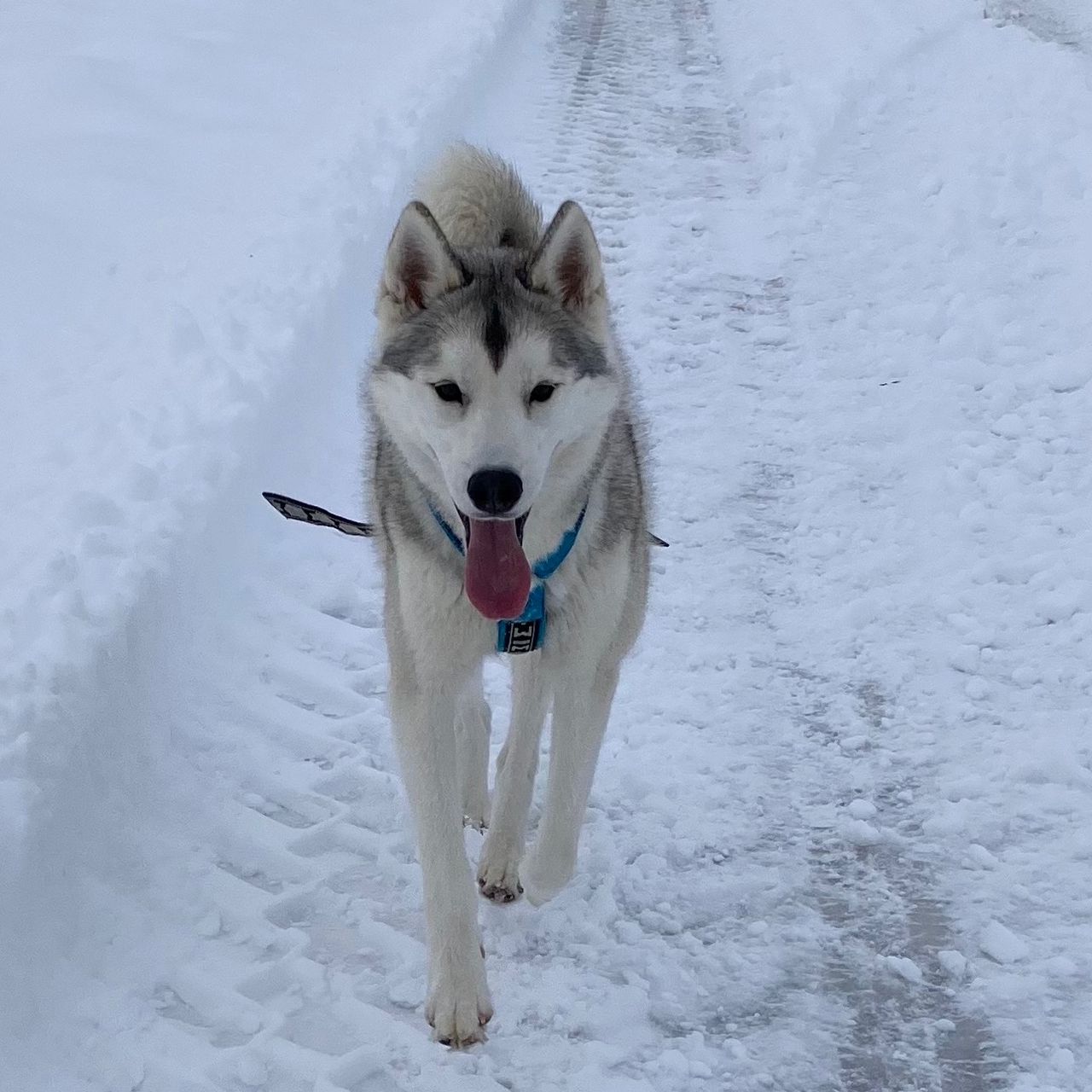 Soutěžní fotografie - Hachico,  Sibiřský husky