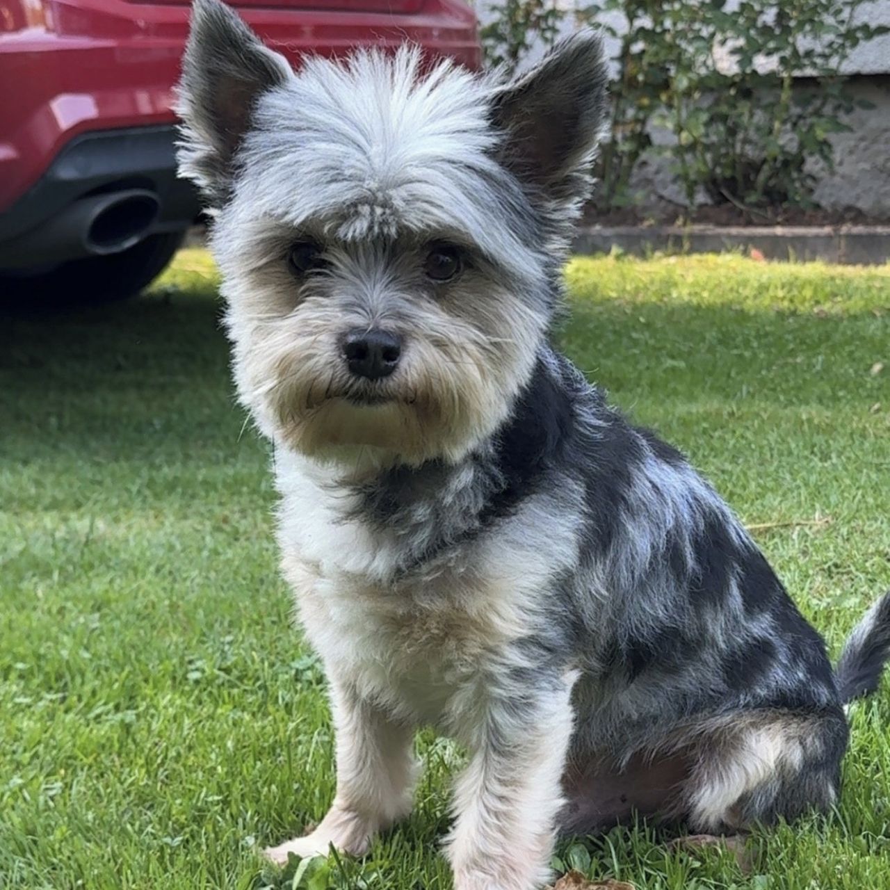 Soutěžní fotografie - Ben,  Yorkšírský terier