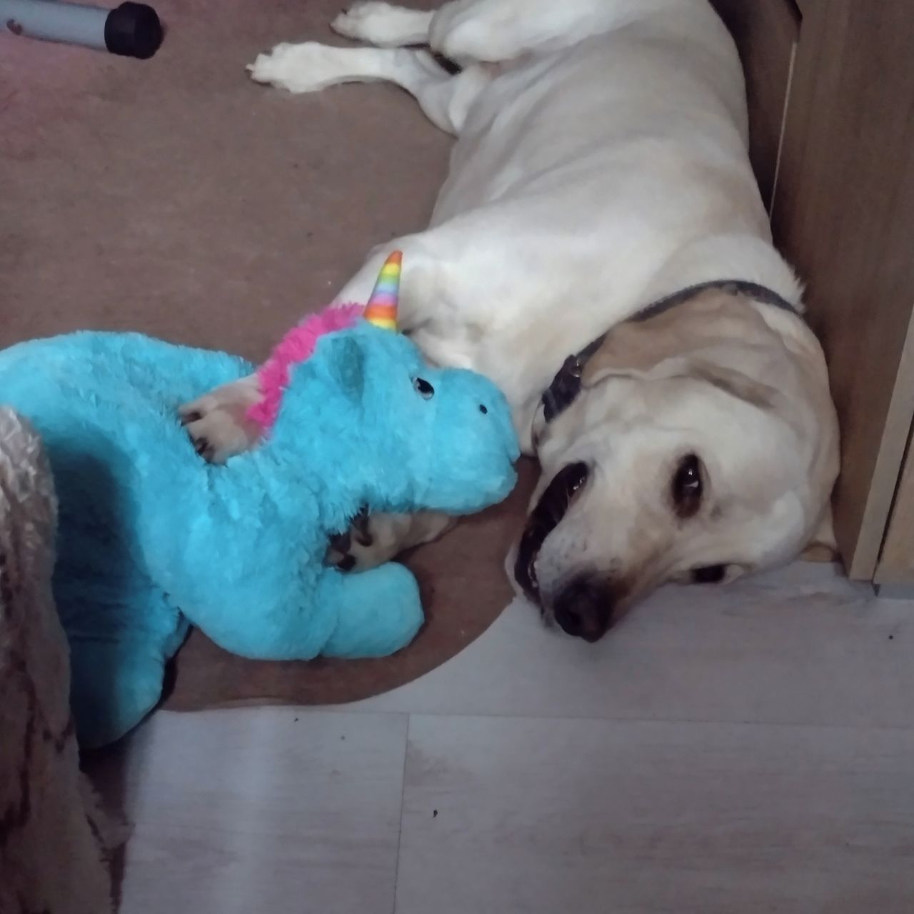 Soutěžní fotografie - Donnie,  Labradorský retriever