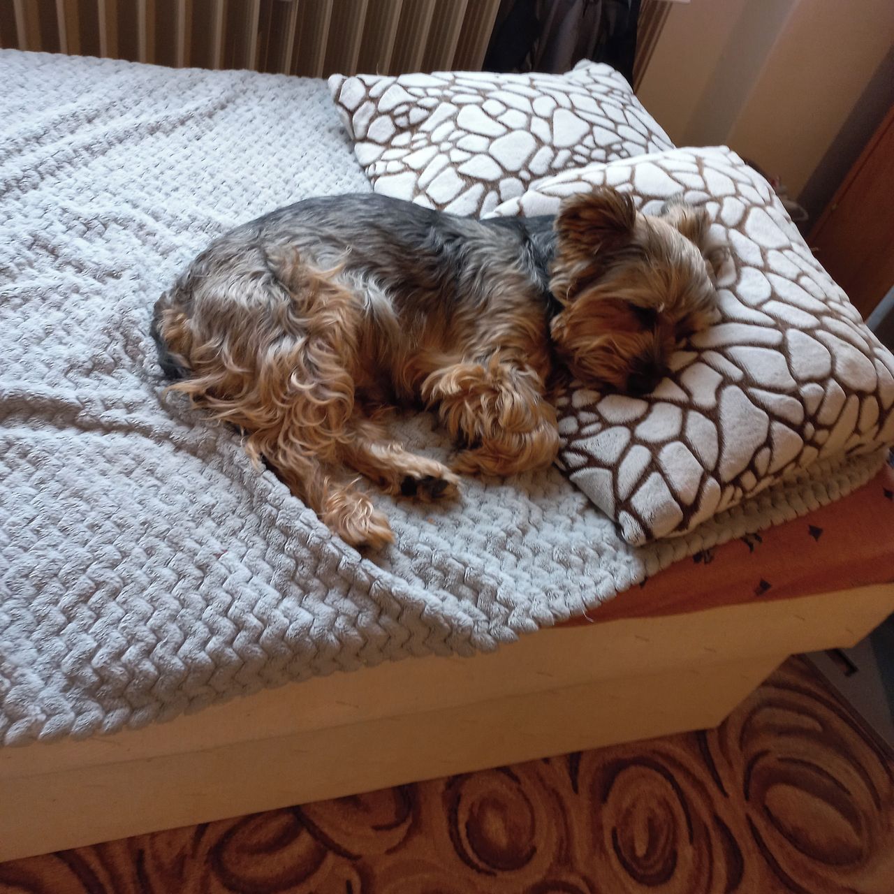 Soutěžní fotografie - Max,  Yorkšírský terier