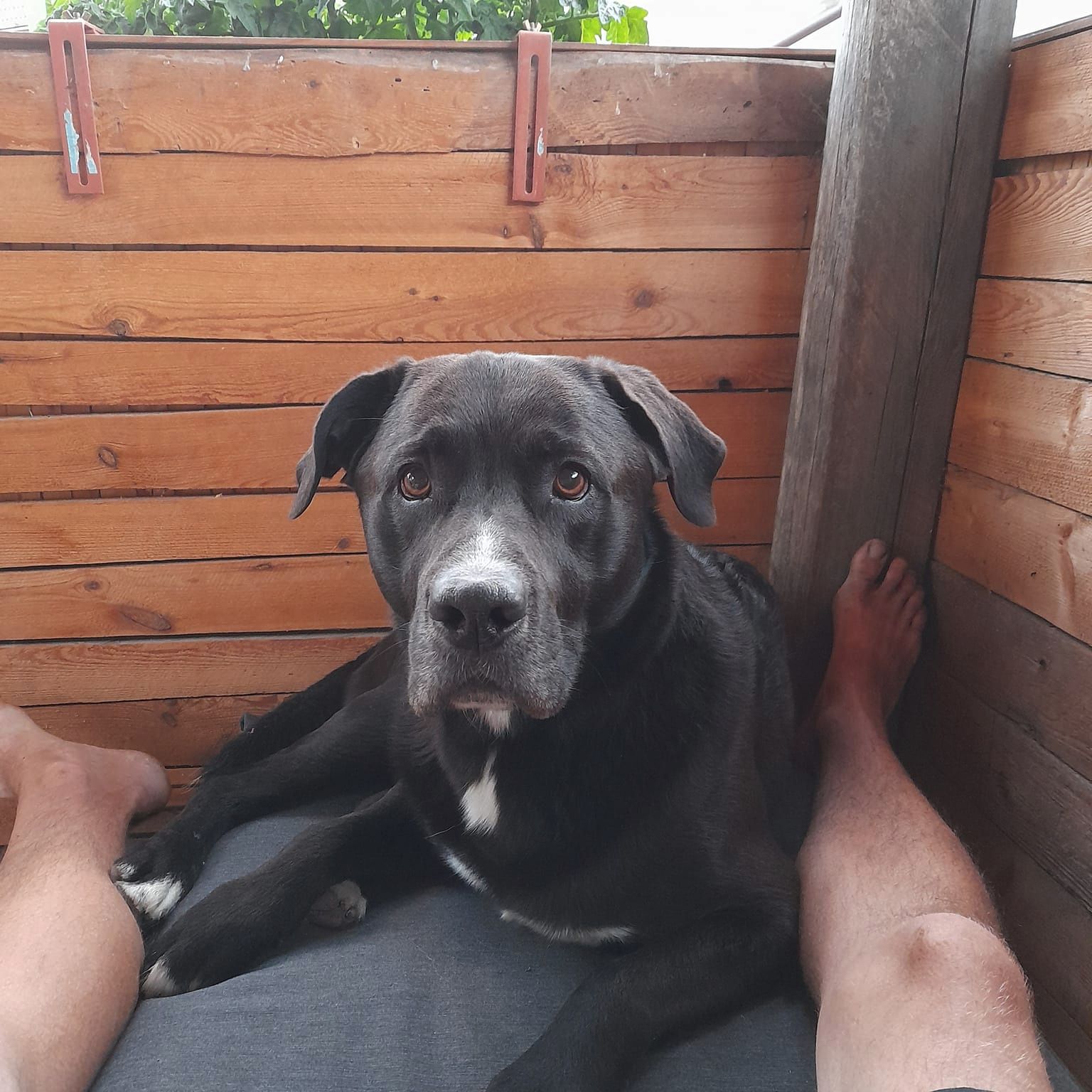 Soutěžní fotografie - Ben,  Ostatní