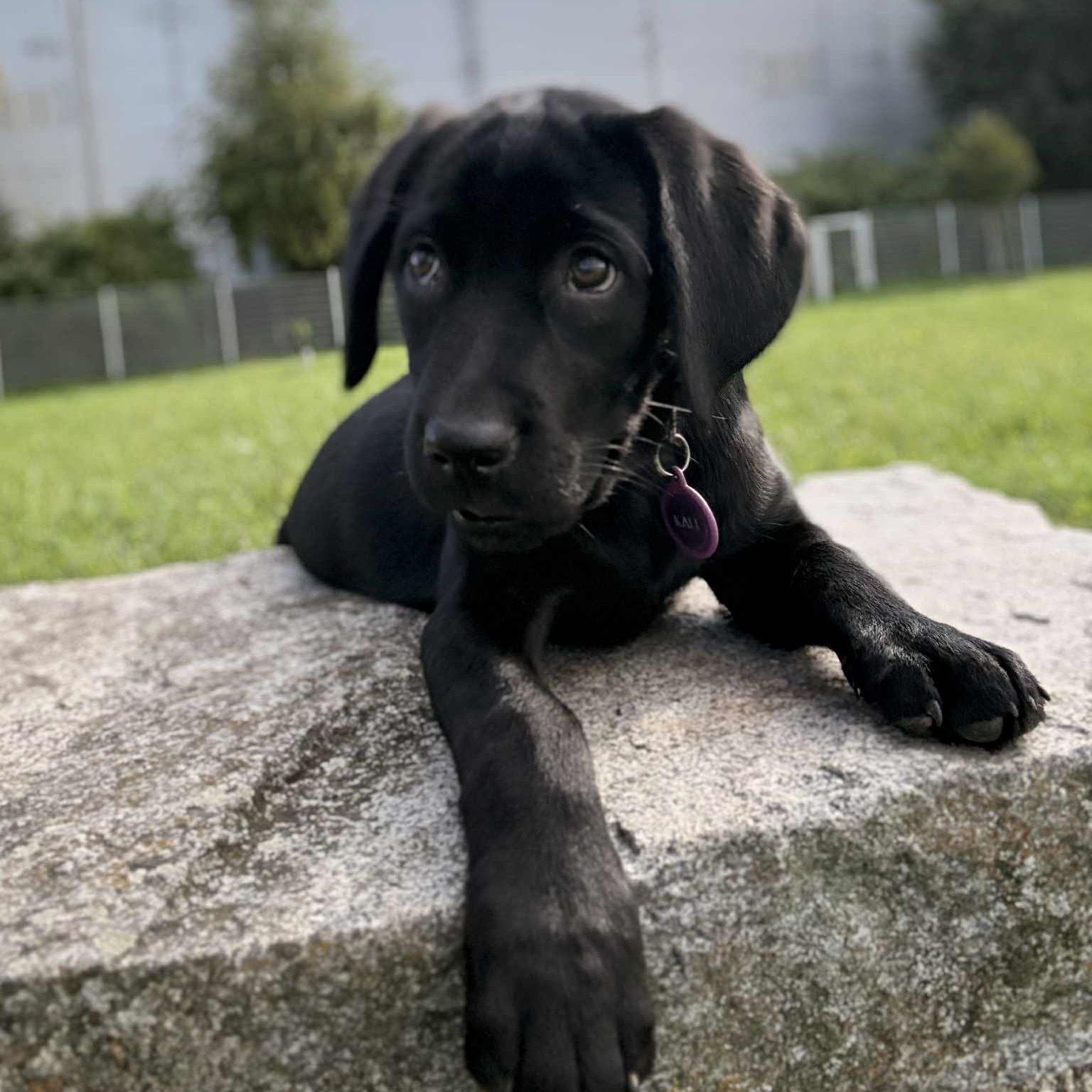 Soutěžní fotografie - Kali,  Labradorský retriever