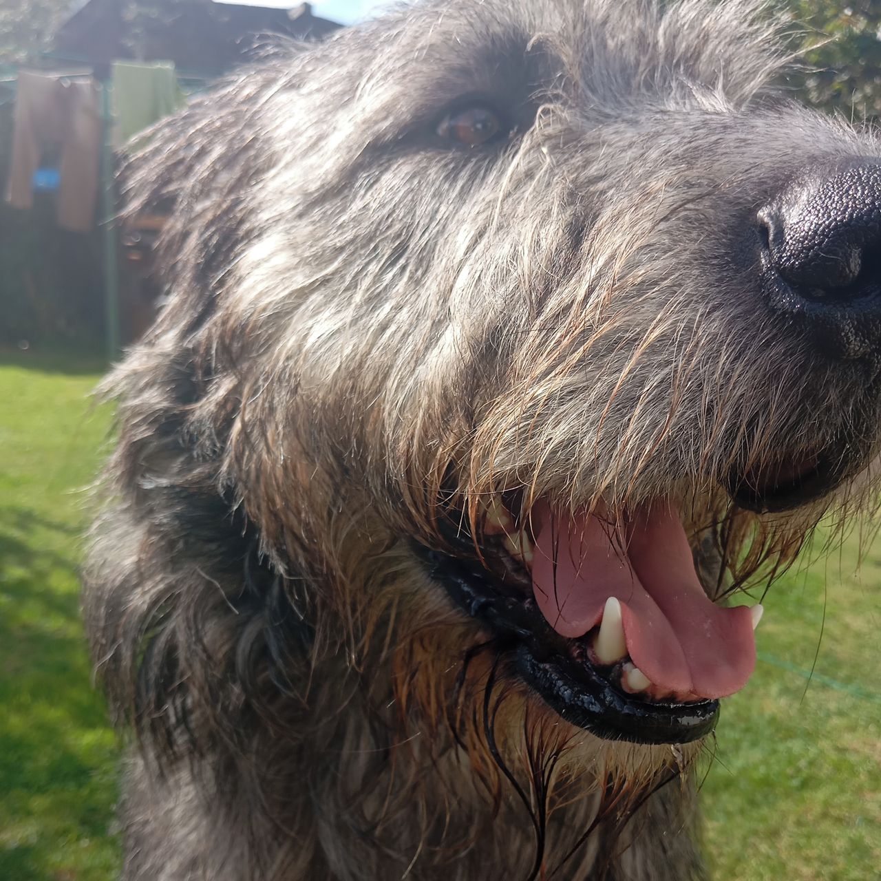 Soutěžní fotografie - Floyd,  Irský vlkodav