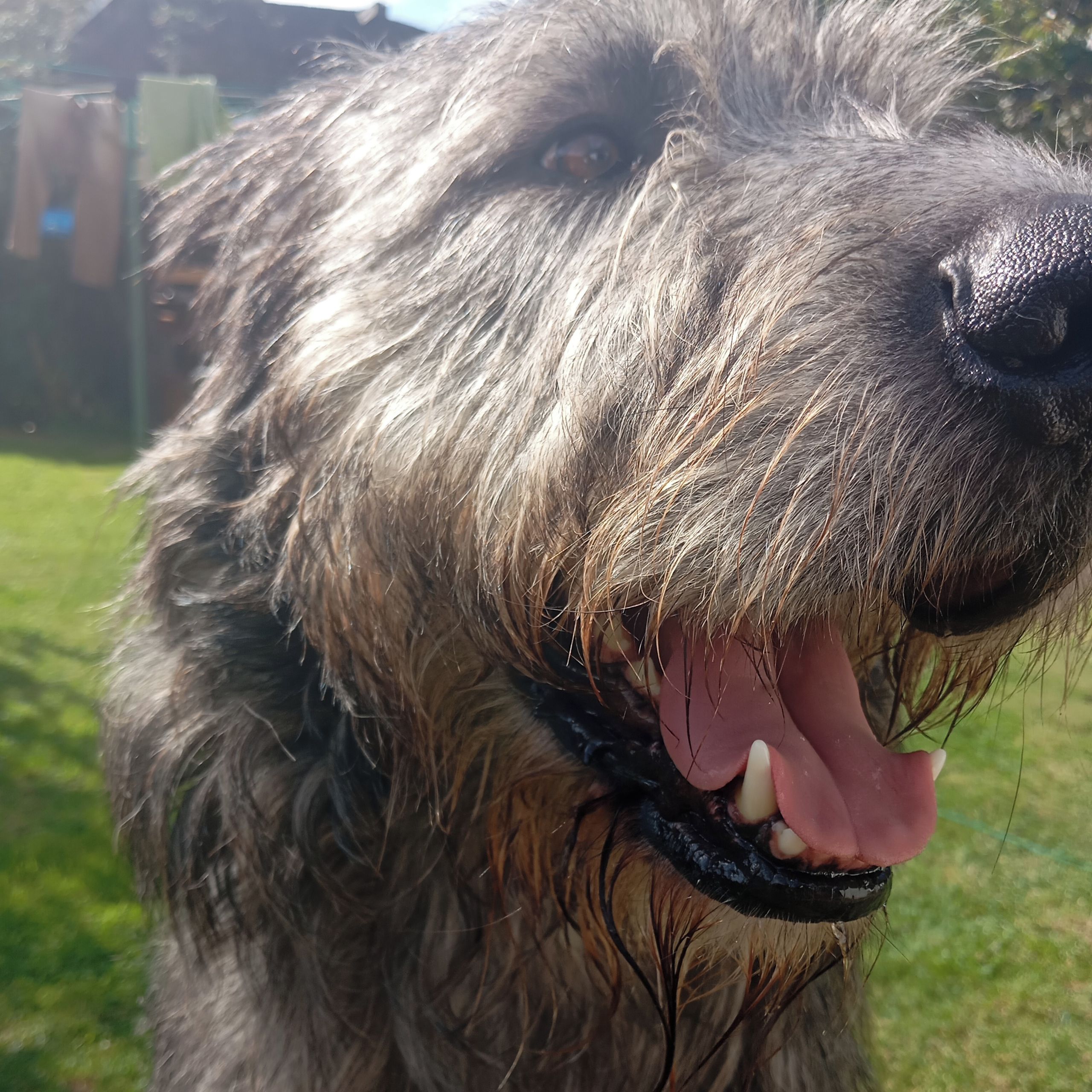 Soutěžní fotografie - Floyd,  Irský vlkodav