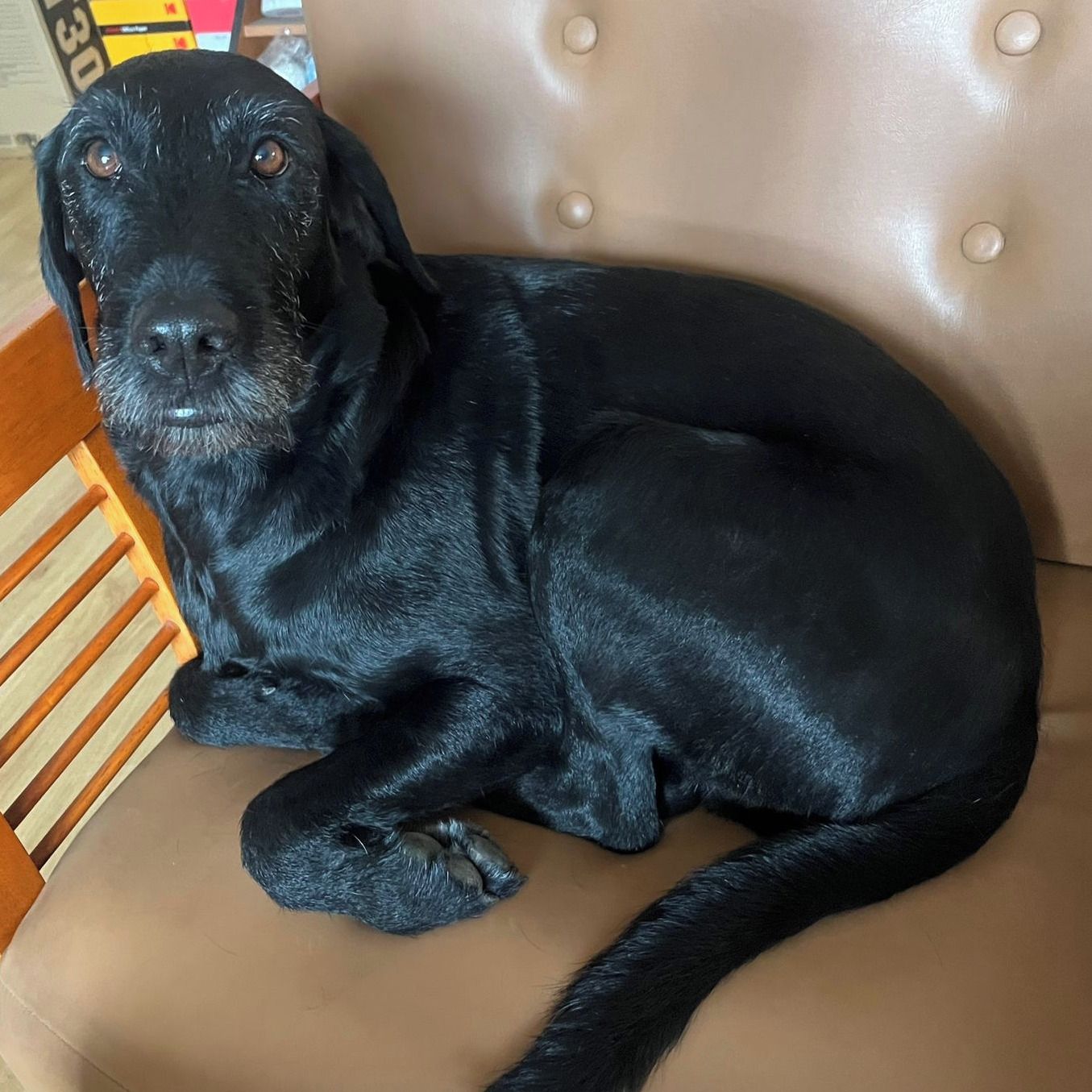 Soutěžní fotografie - Nero,  Labradorský retriever