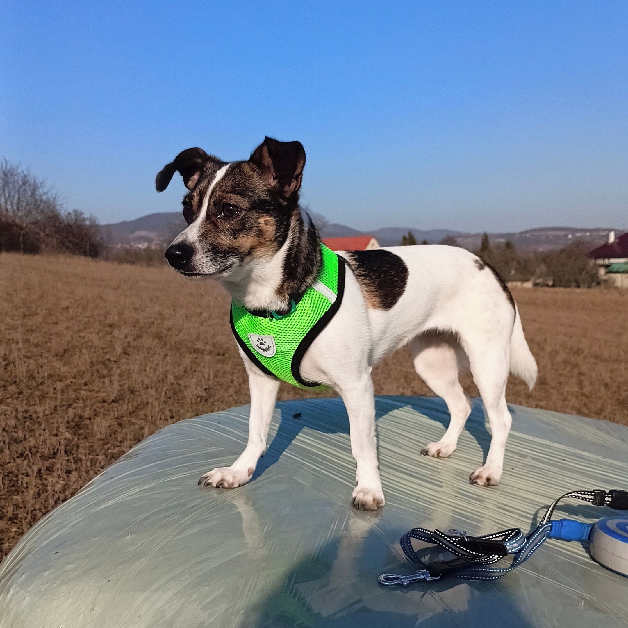 Soutěžní fotografie - Bety,  Jack Russell Teriér