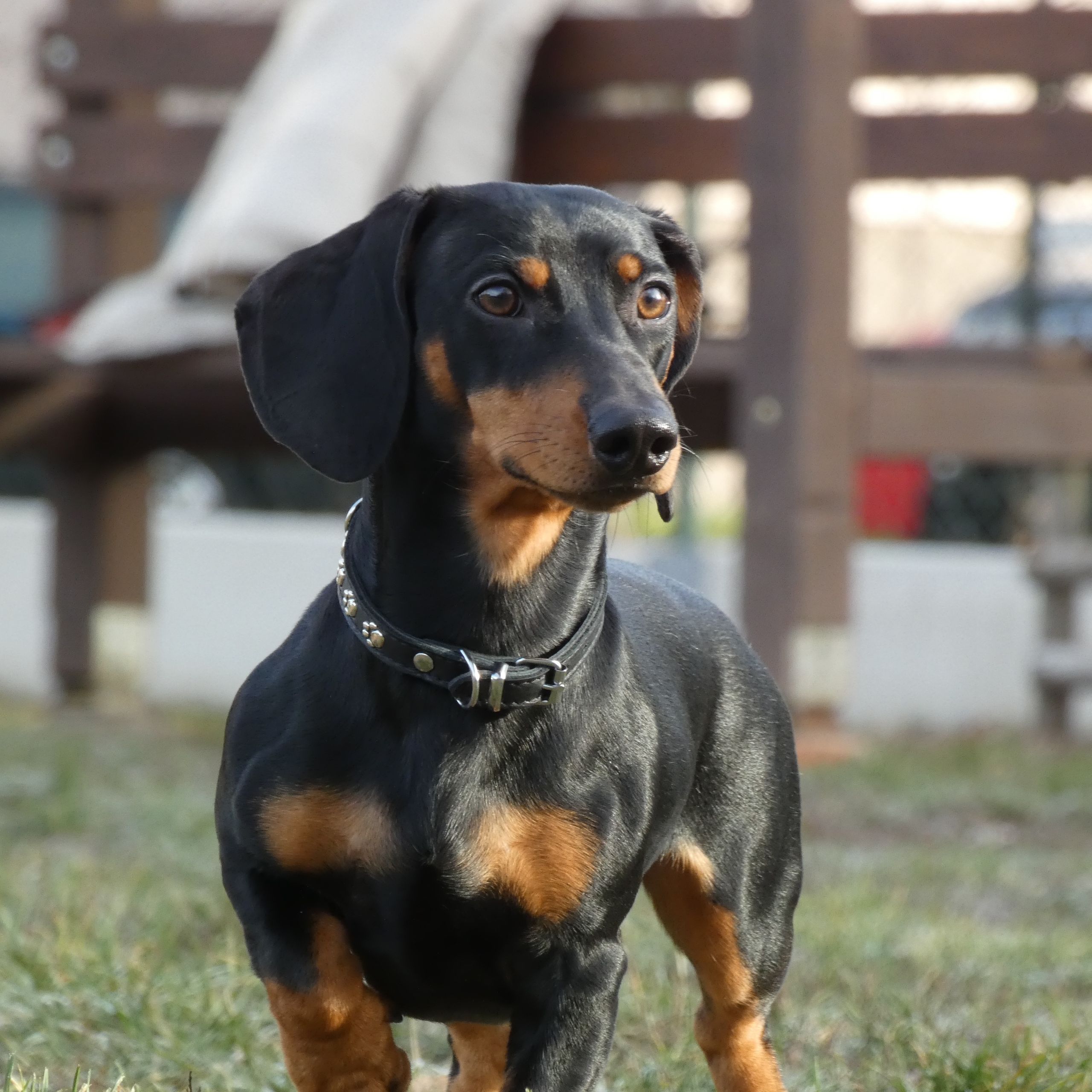 Soutěžní fotografie - Max,  Jezevčík