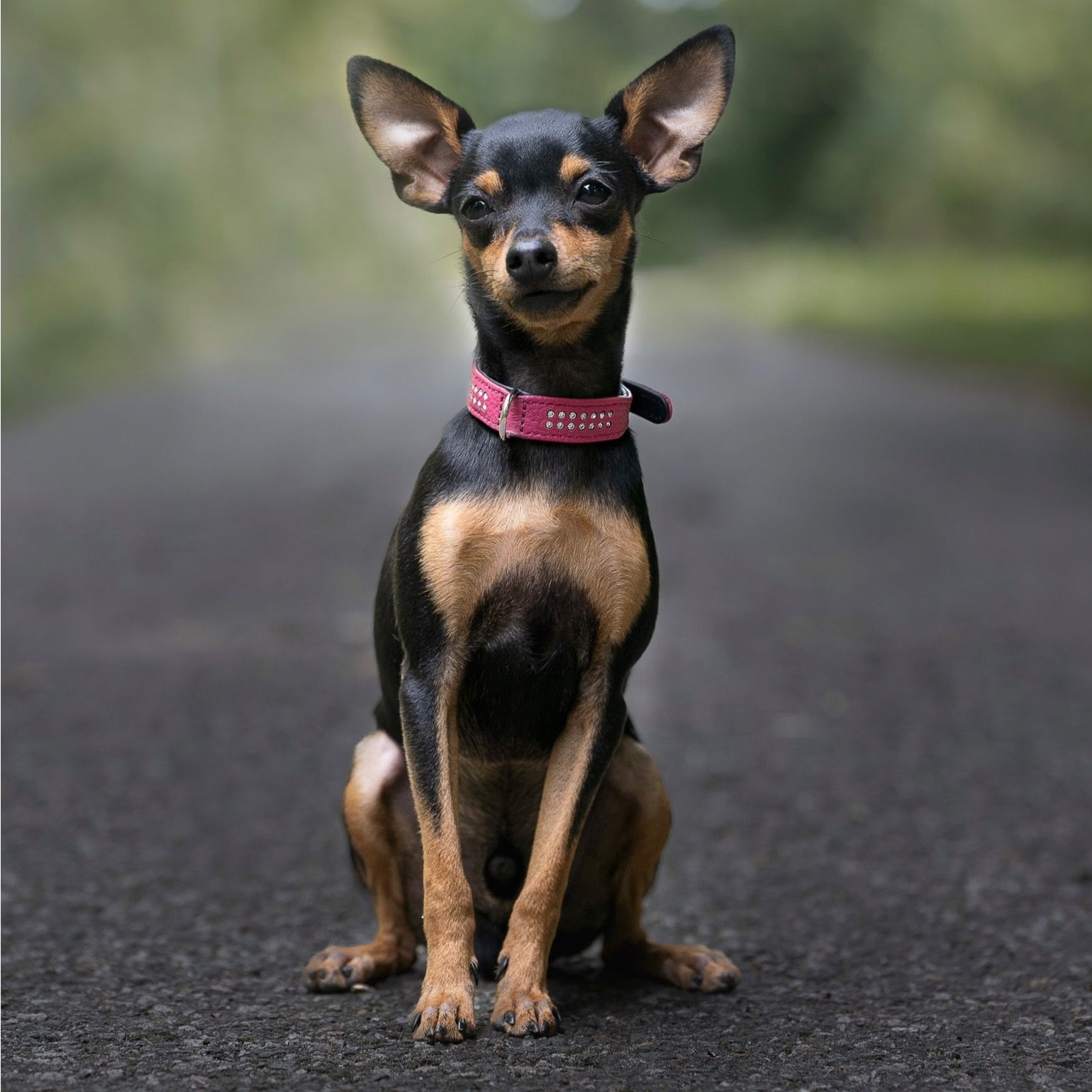 Soutěžní fotografie - Akin,  Pražský krysařík