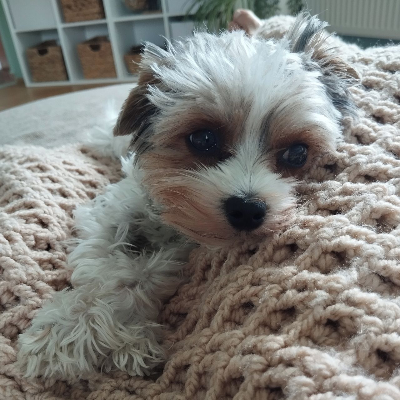 Soutěžní fotografie - Tami,  Ostatní