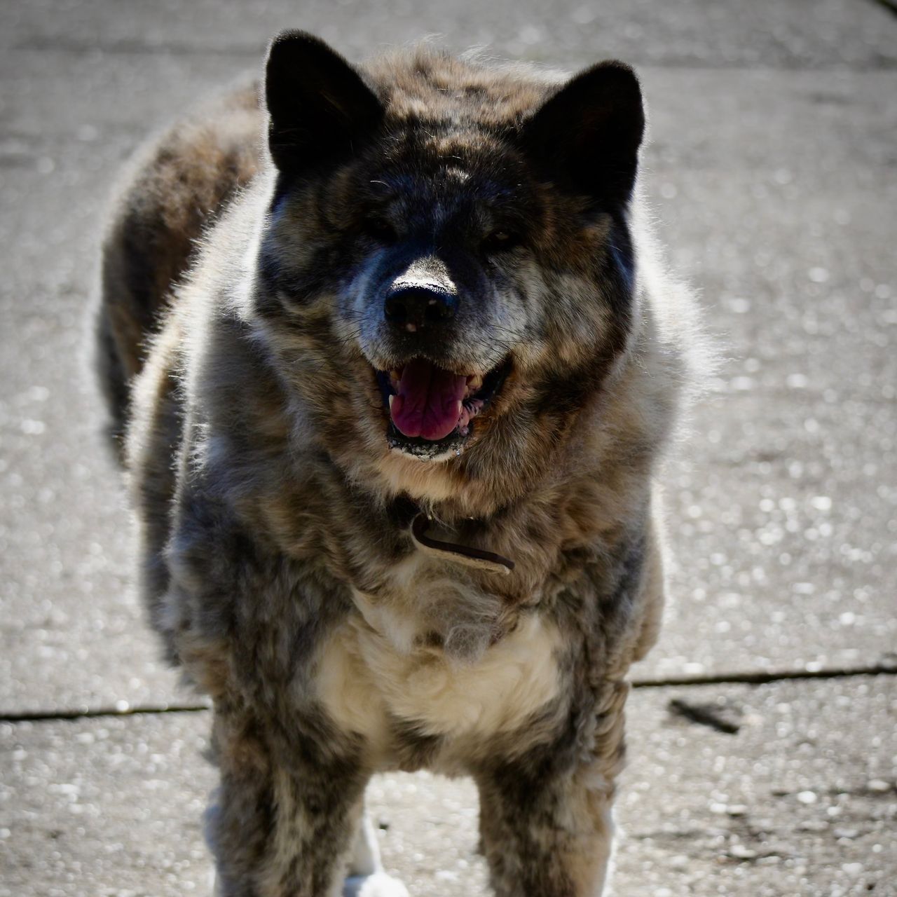 Soutěžní fotografie - Aiko,  Akita